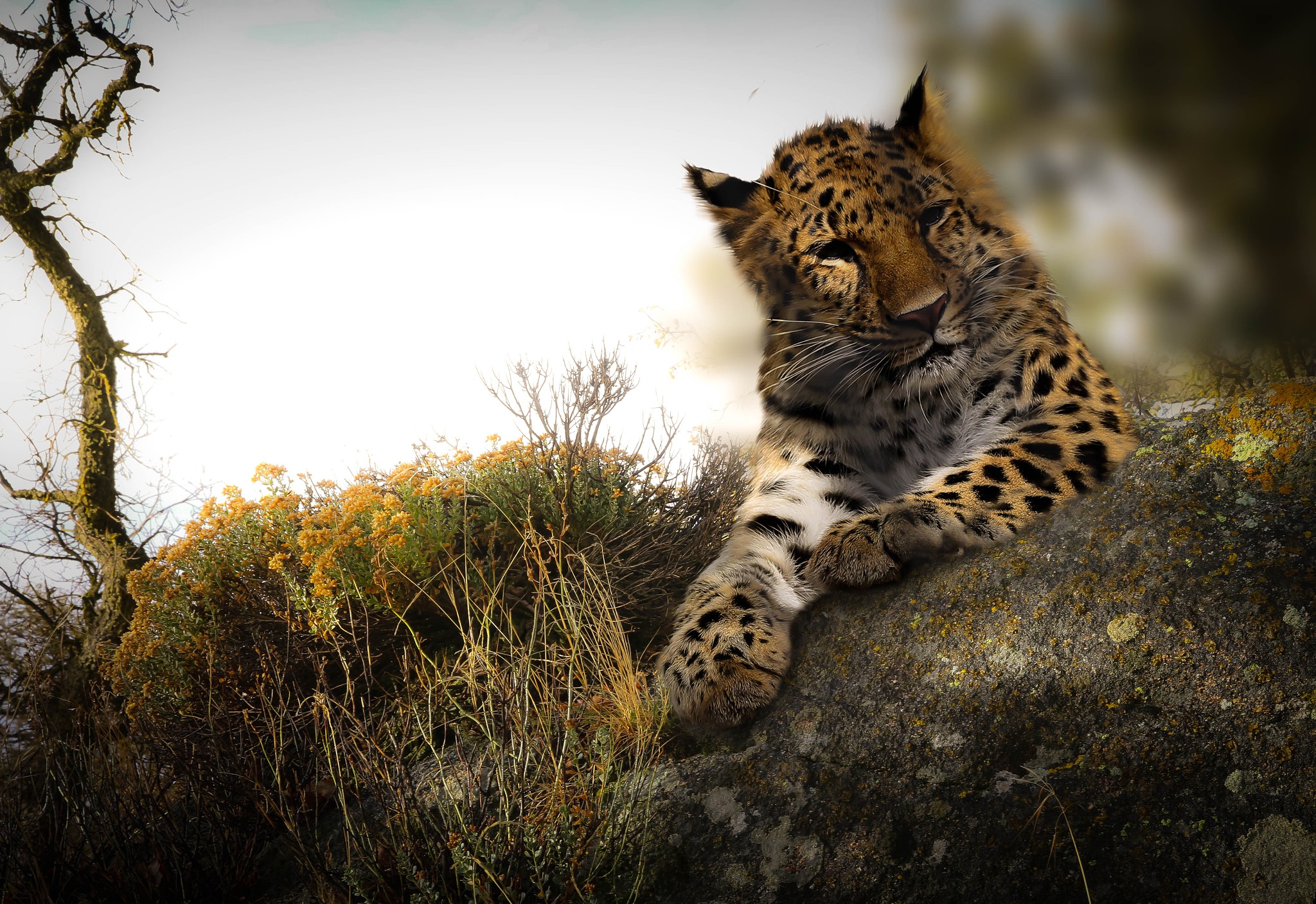 Free download wallpaper Cats, Leopard, Animal on your PC desktop