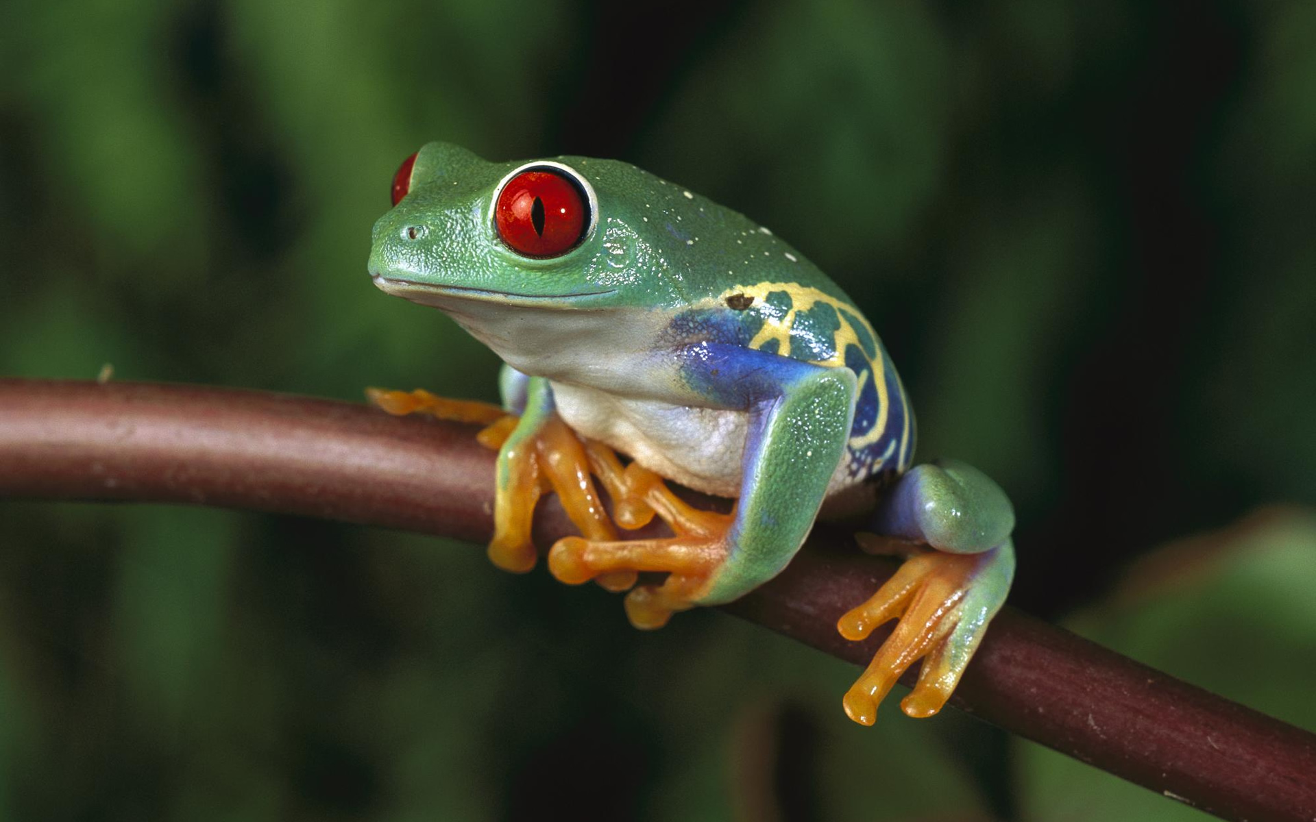 Download mobile wallpaper Red Eyed Tree Frog, Frogs, Frog, Animal for free.