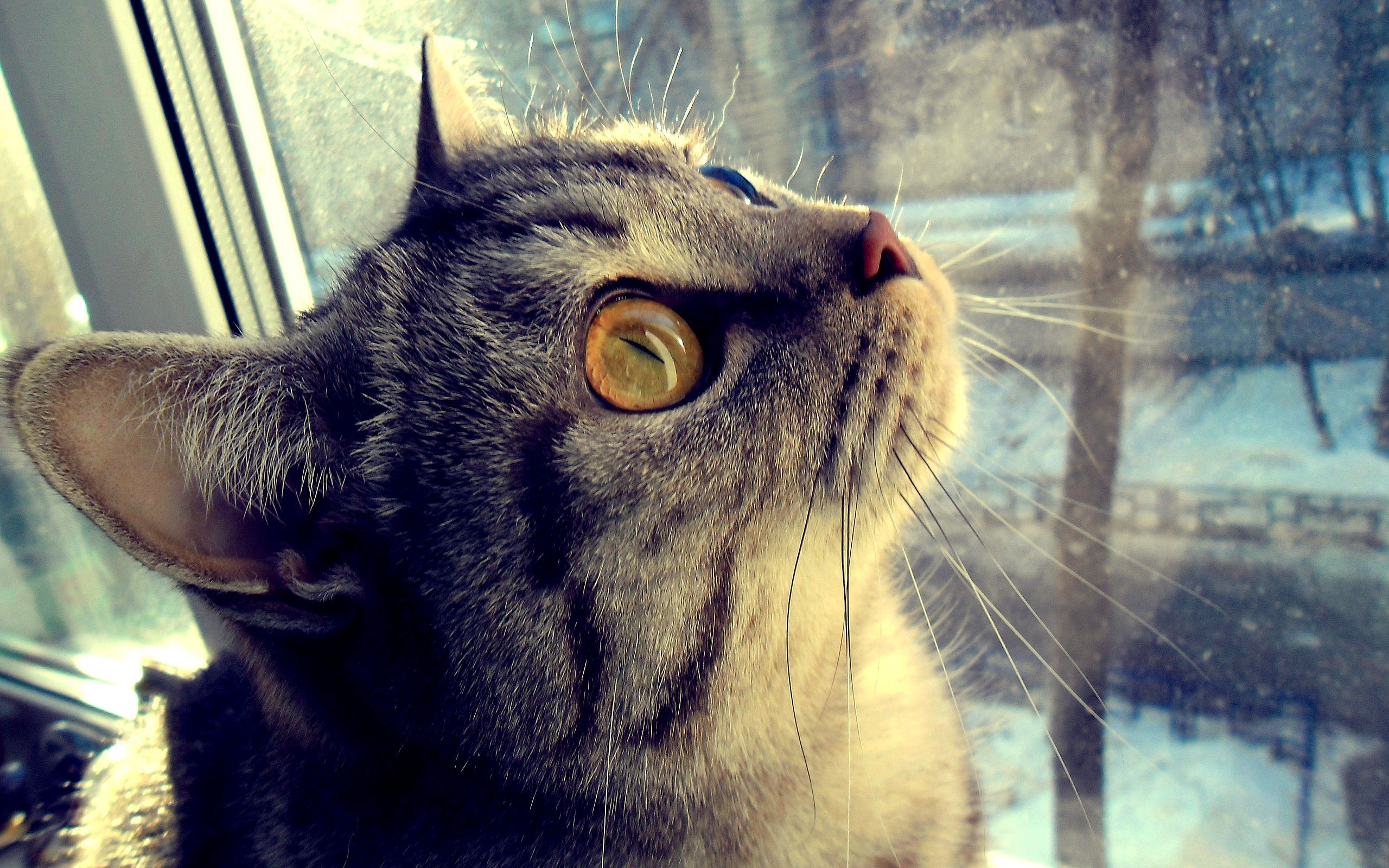 Download mobile wallpaper Muzzle, Animals, Window, Cat, Eyes for free.