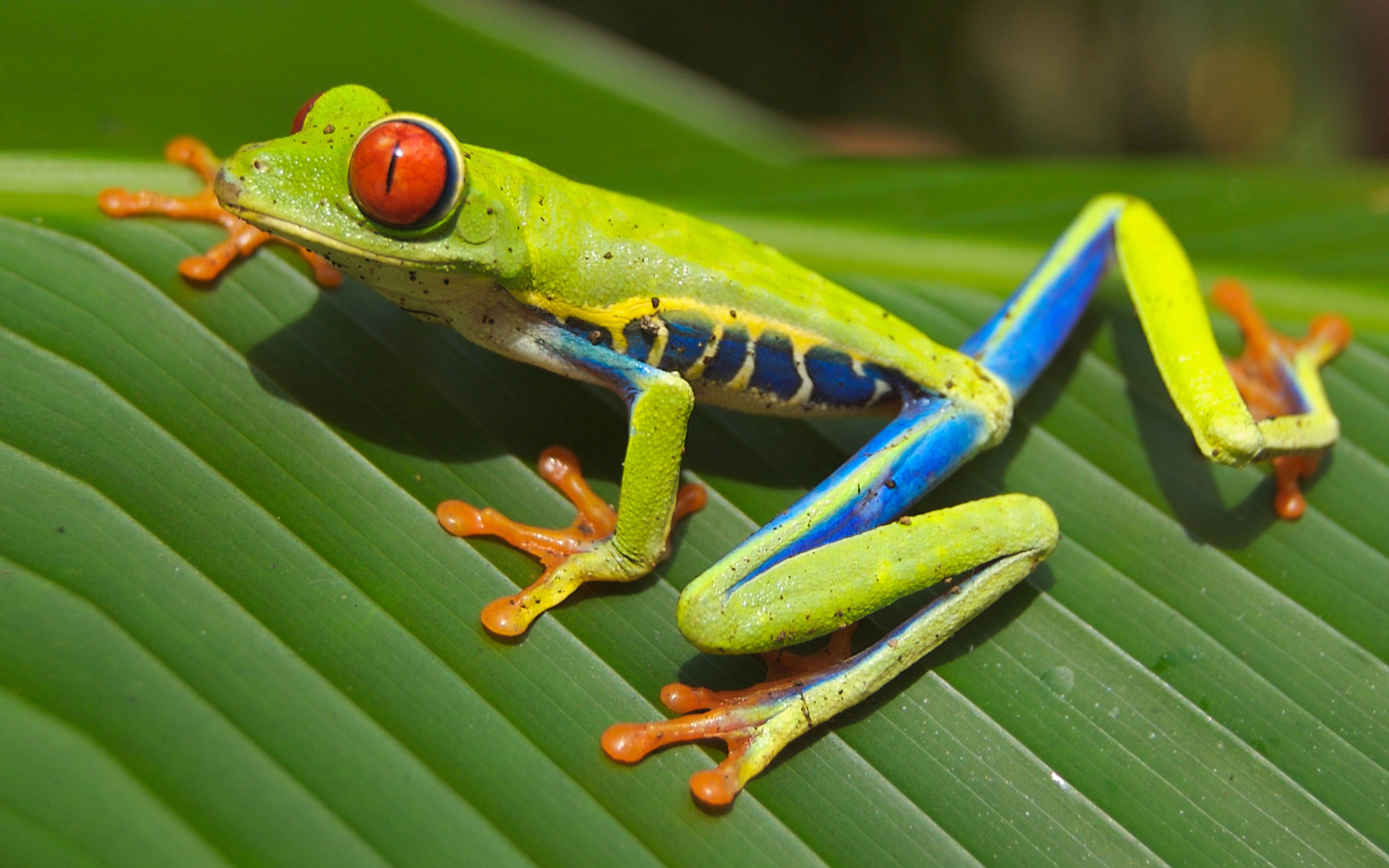 PCデスクトップに動物, 葉, カエル, 赤い目, レッド・アイド・アマガエル画像を無料でダウンロード