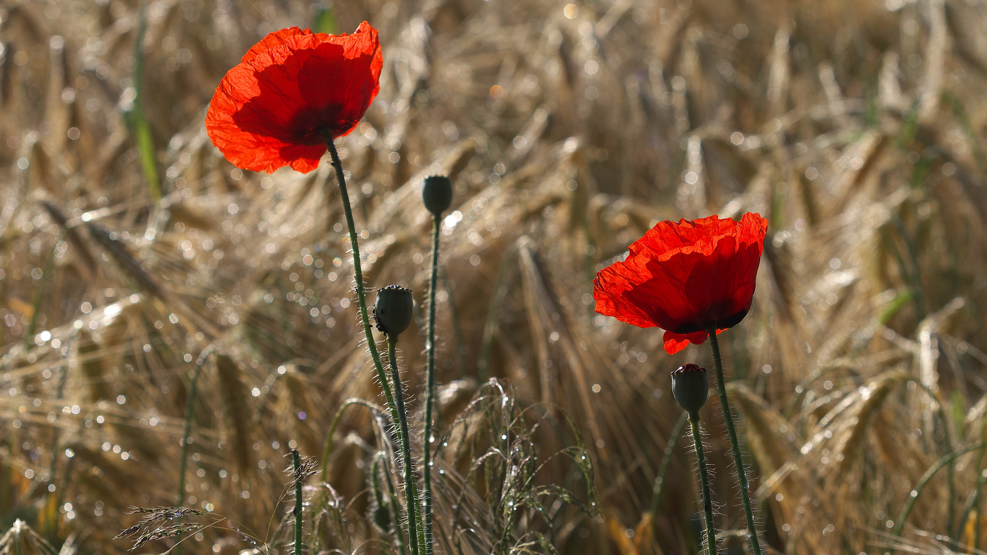 Handy-Wallpaper Natur, Blumen, Mohn, Sommer, Weizen, Blume, Rote Blume, Erde/natur kostenlos herunterladen.