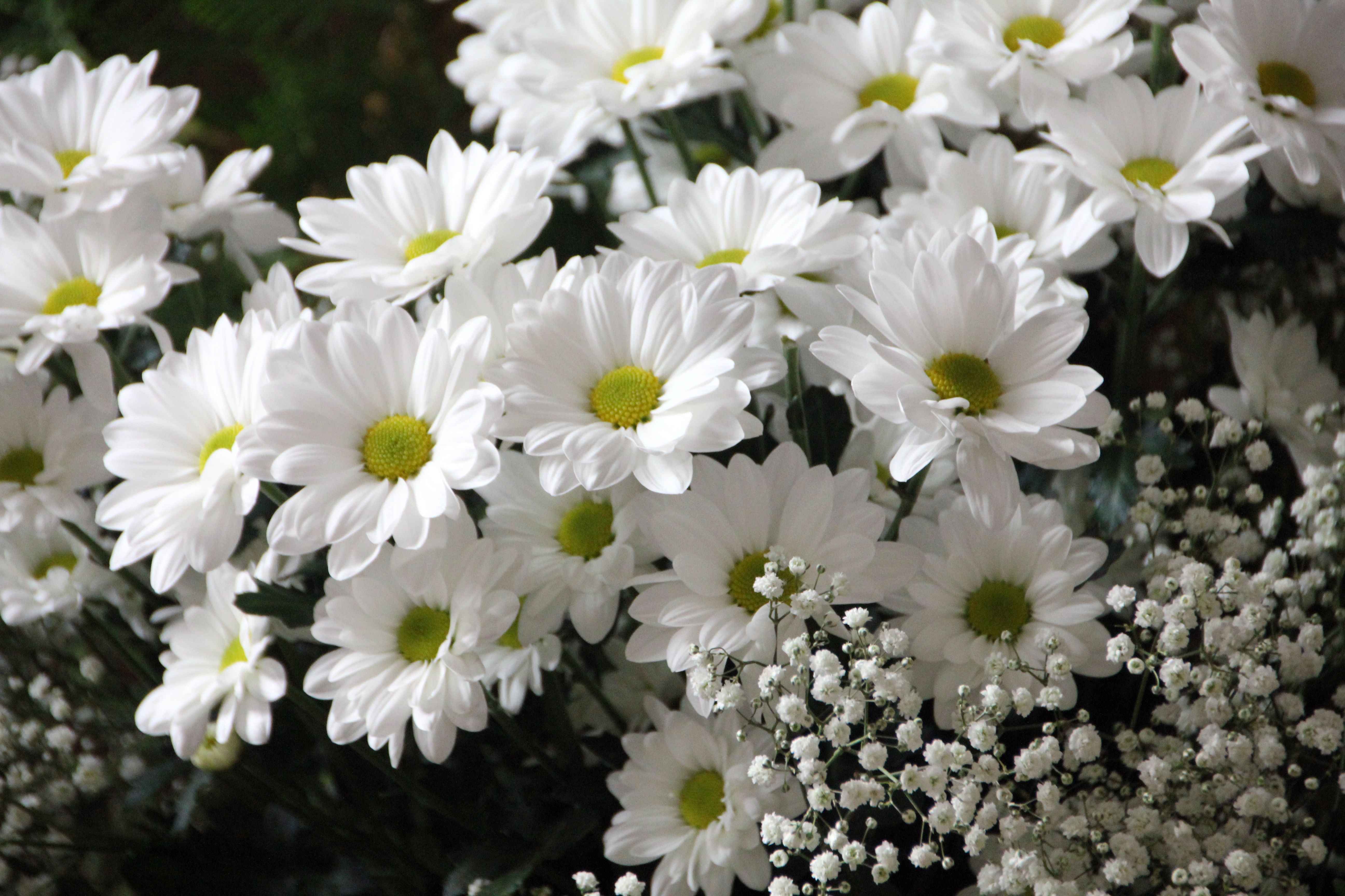 Free download wallpaper Nature, Flowers, Flower, Earth, Daisy, White Flower on your PC desktop