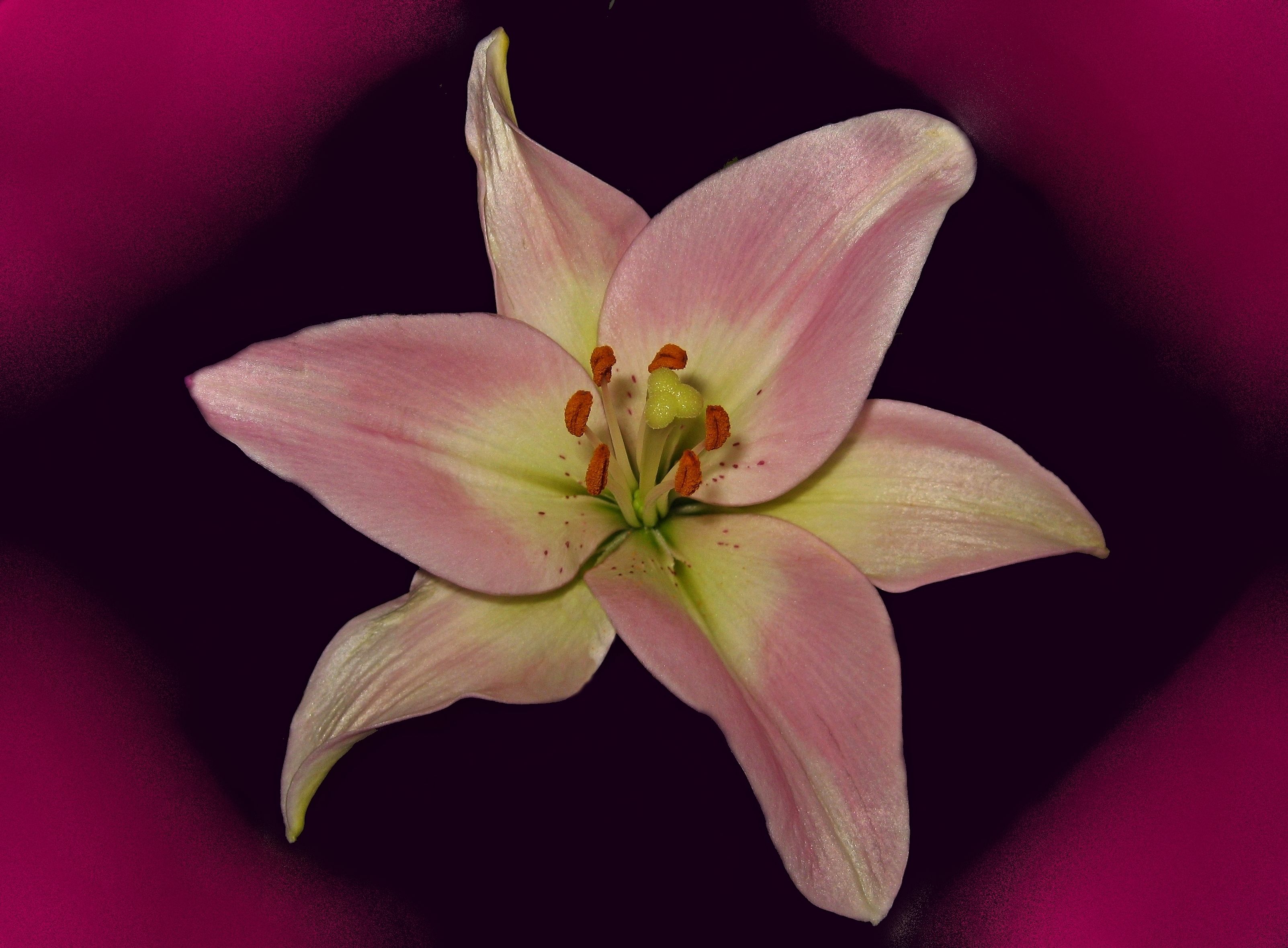 Descarga gratis la imagen Flores, Lirio, Tierra/naturaleza en el escritorio de tu PC