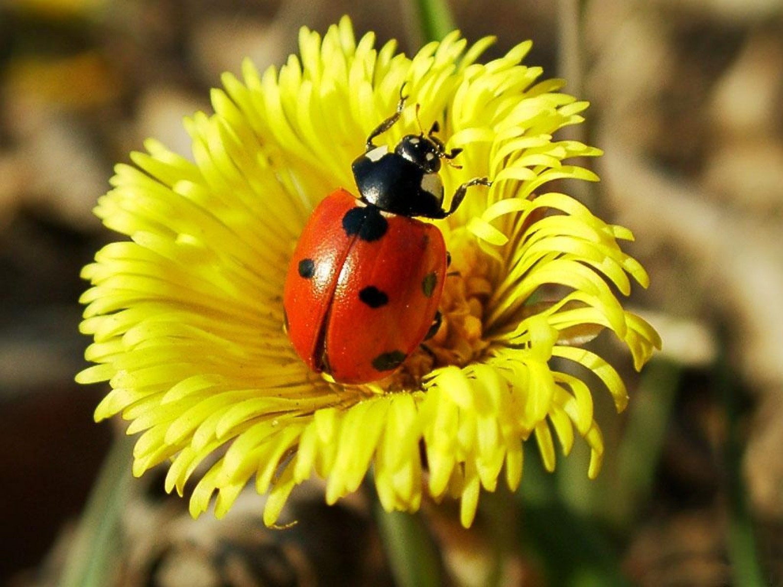 insects, ladybugs, yellow