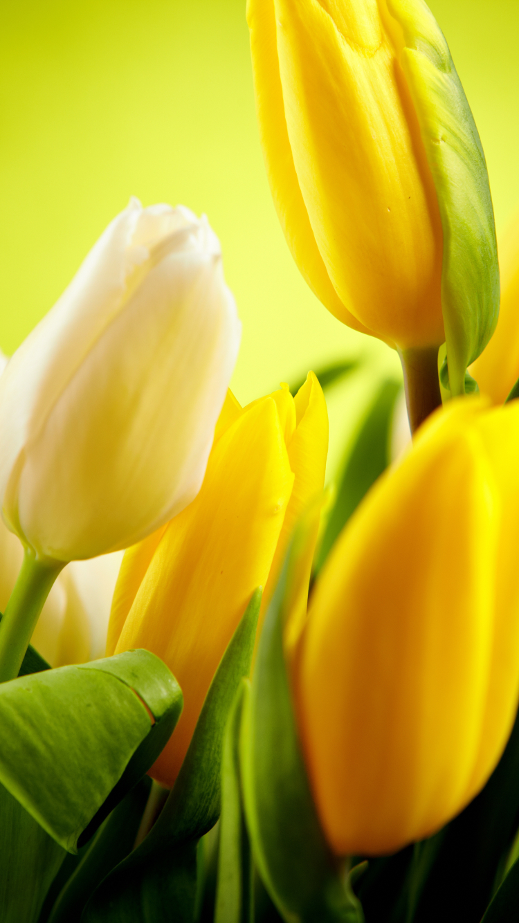 Handy-Wallpaper Blumen, Blume, Tulpe, Gelbe Blume, Erde/natur kostenlos herunterladen.