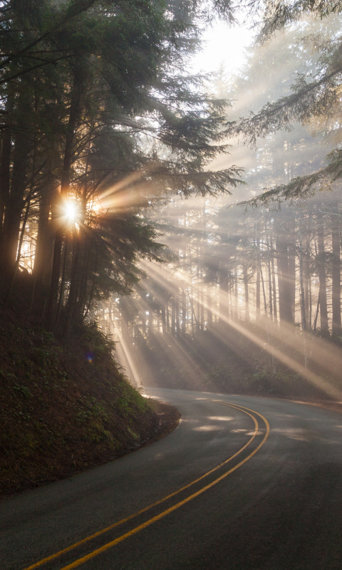 Download mobile wallpaper Road, Forest, Sunbeam, Man Made, Sunbean for free.