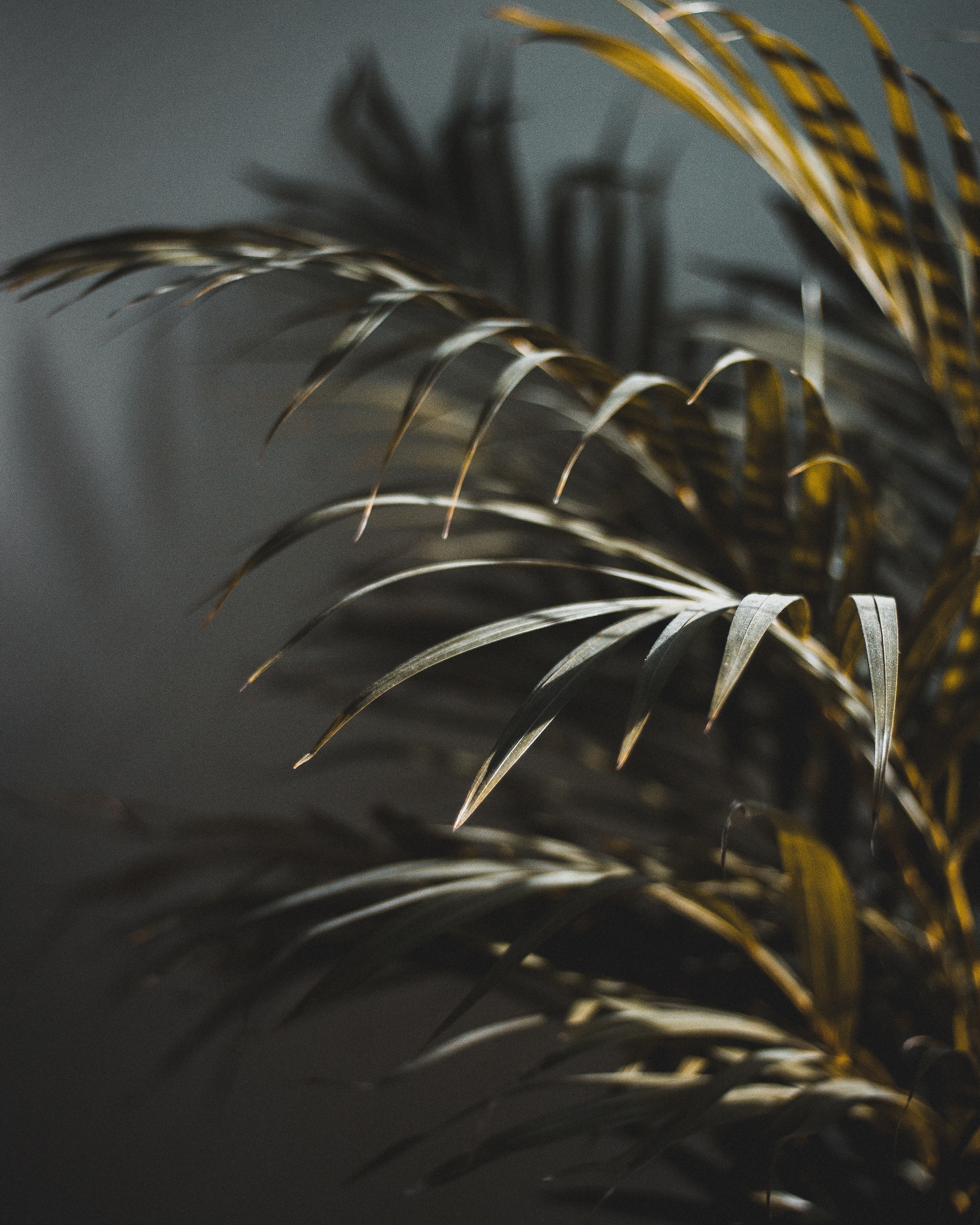 Download mobile wallpaper Branch, Macro, Palm, Smooth, Blur for free.
