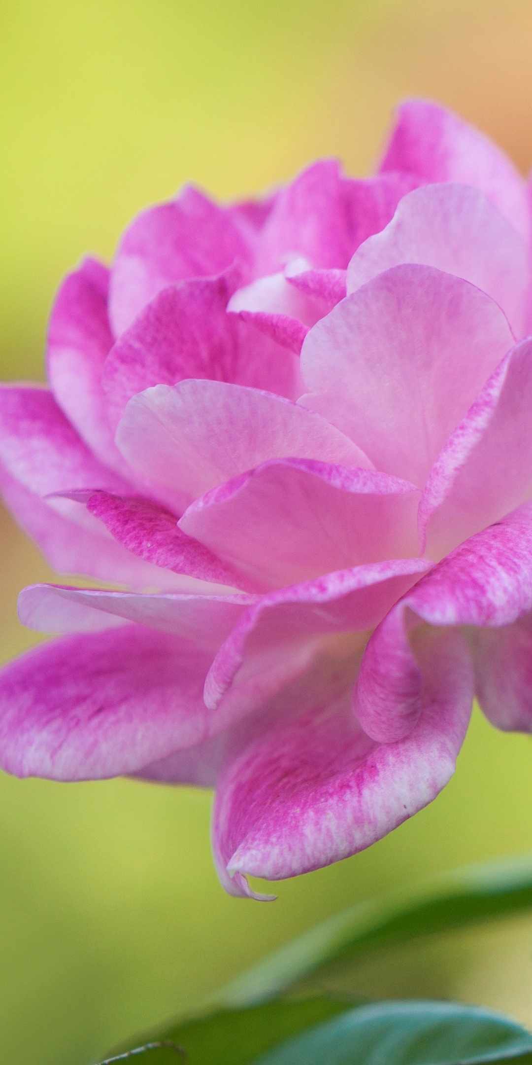 Download mobile wallpaper Nature, Flowers, Flower, Rose, Earth, Pink Flower, Pink Rose for free.