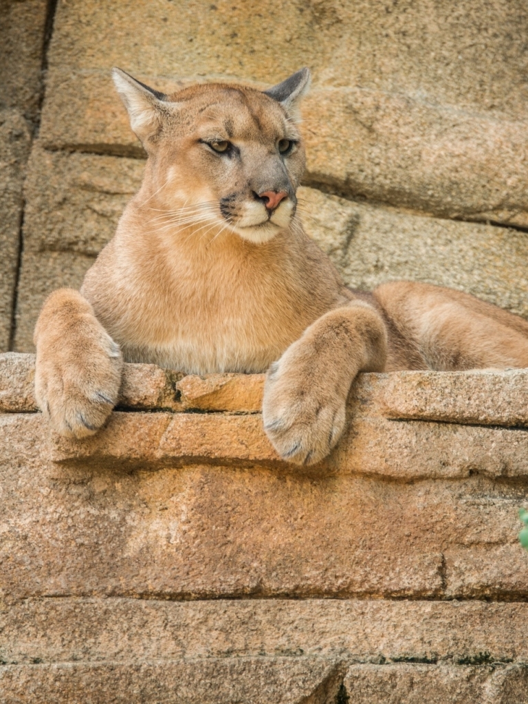 Download mobile wallpaper Cats, Animal, Cougar for free.