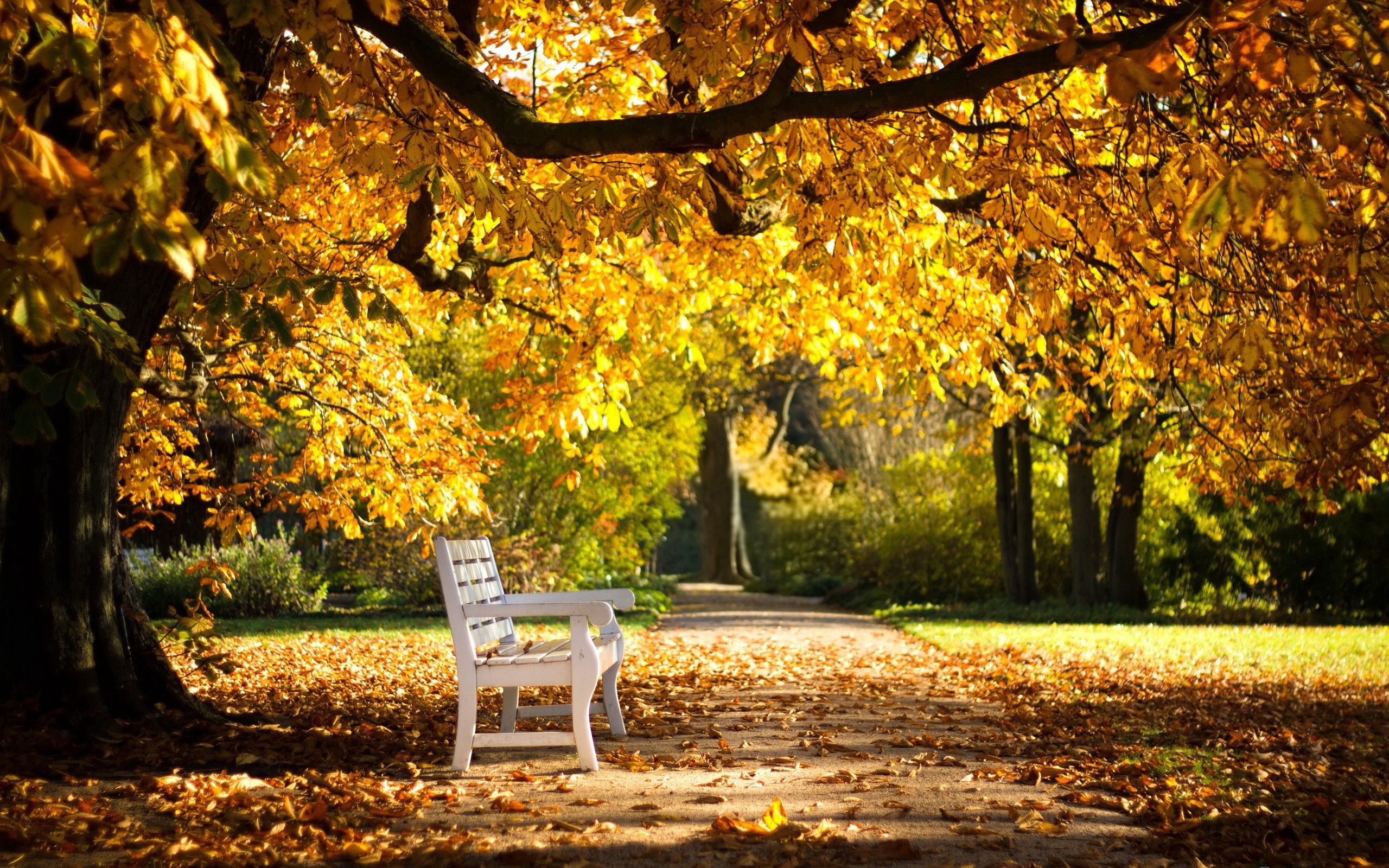 nature, autumn, park, foliage, bench