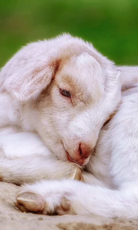 Download mobile wallpaper Animal, Goat, Baby Animal, Lying Down for free.