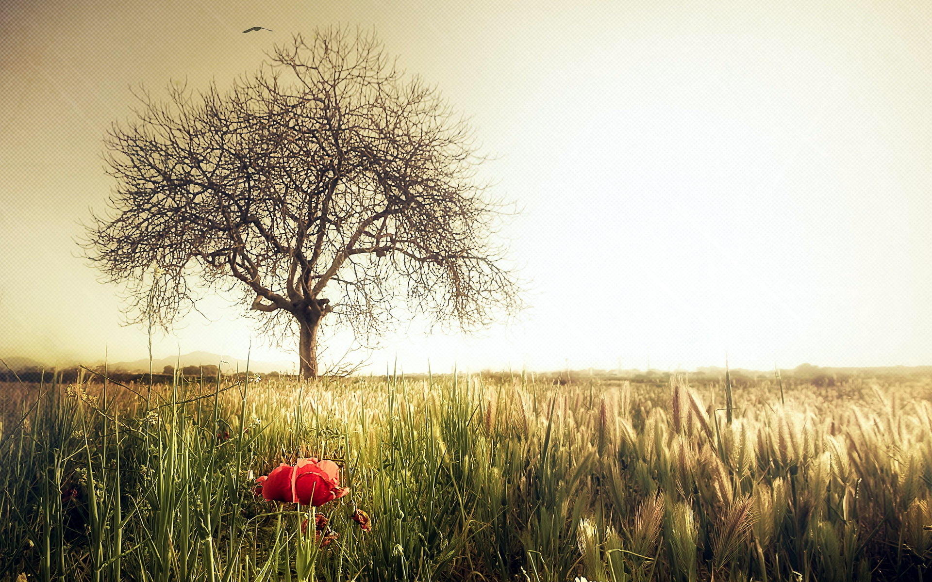 Download mobile wallpaper Landscape, Wheat, Flower, Earth, Field, Artistic, Cgi, Manipulation for free.
