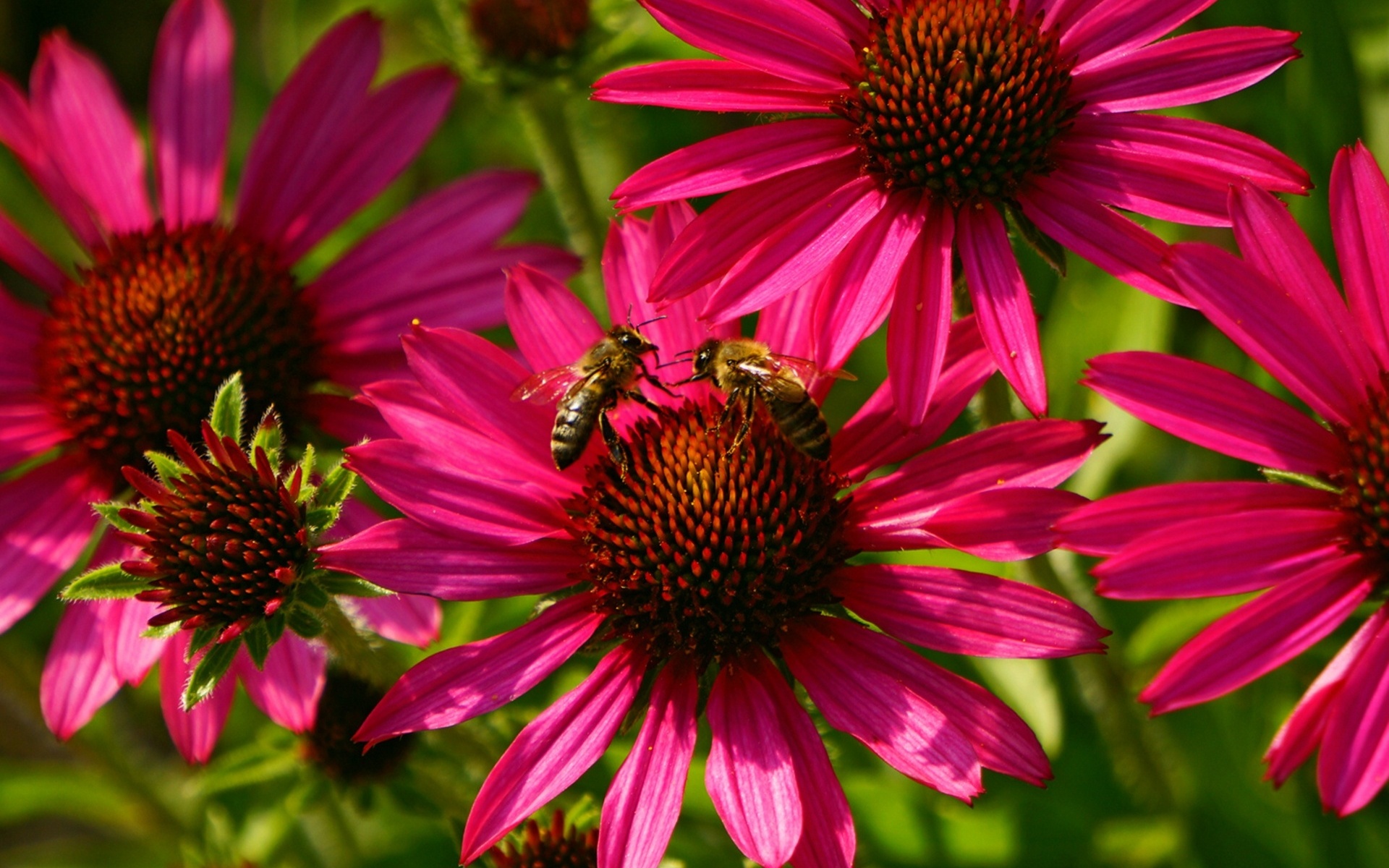 Download mobile wallpaper Flower, Bee, Animal for free.
