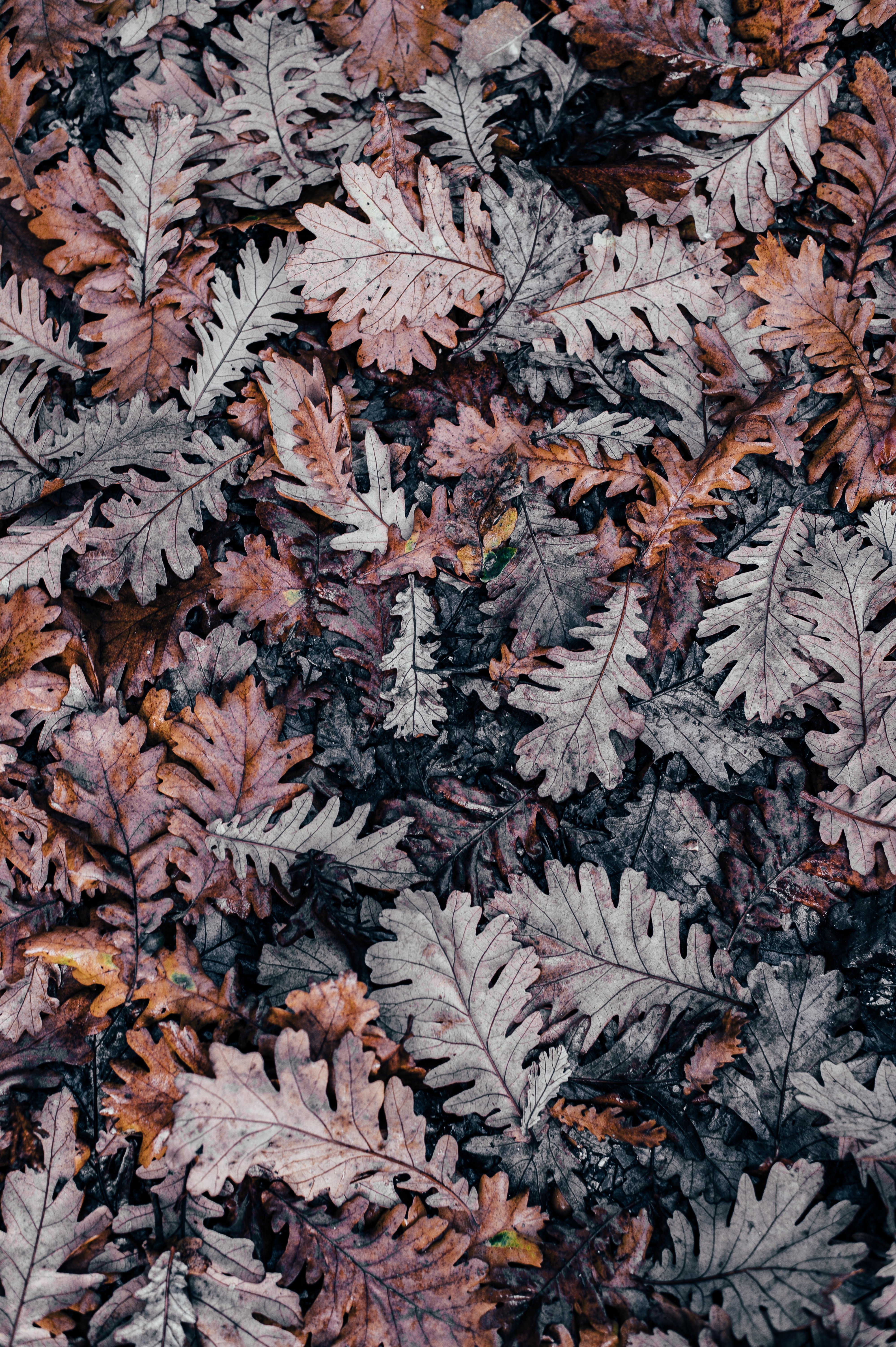 Free download wallpaper Nature, Fallen, Autumn, Leaves on your PC desktop