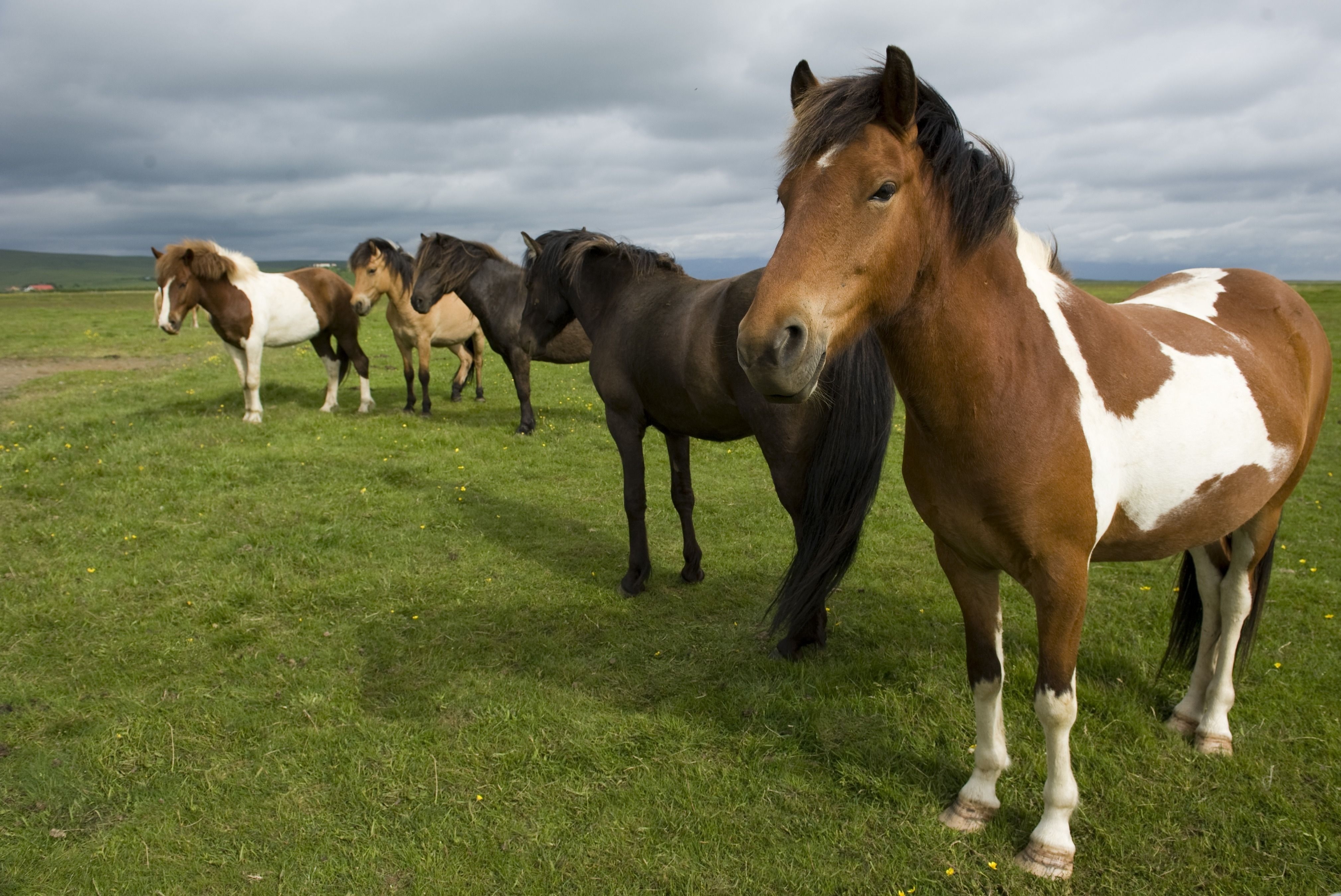 77834 скачать картинку лошади, табун, животные, трава, стоять - обои и заставки бесплатно