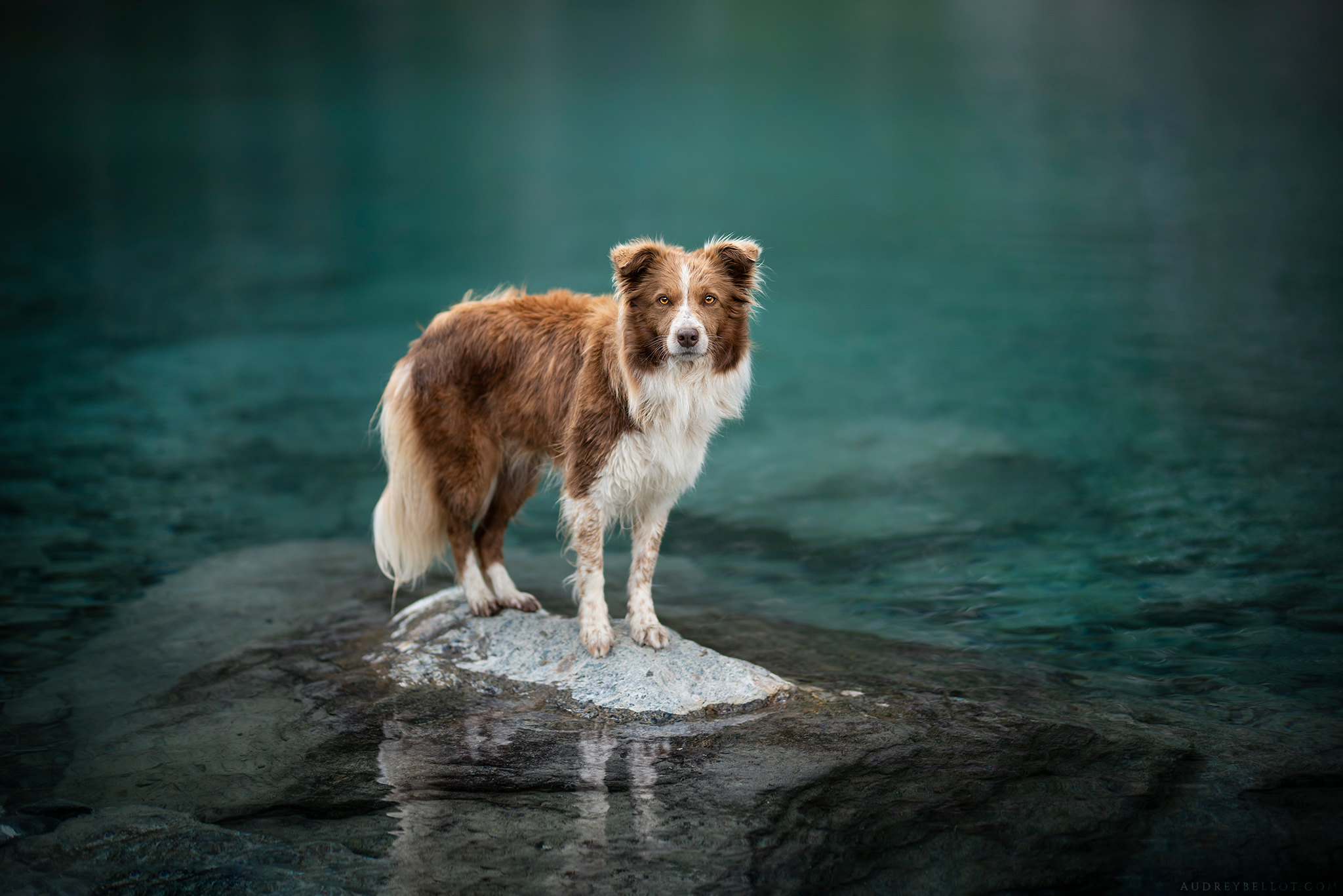 Download mobile wallpaper Dogs, Water, Dog, Animal, Border Collie for free.