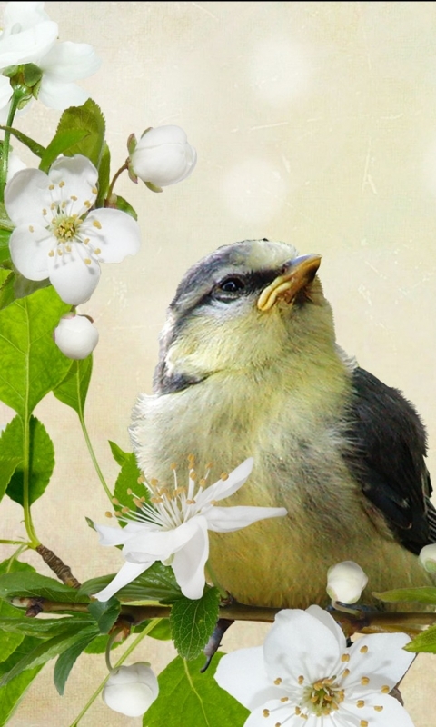 Descarga gratuita de fondo de pantalla para móvil de Animales, Aves, Ave.