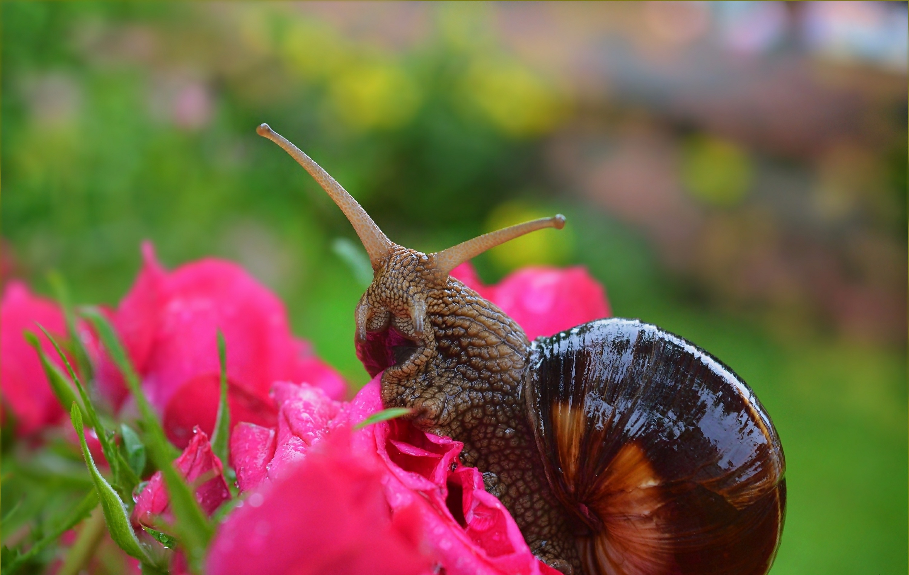 Handy-Wallpaper Tiere, Makro, Schnecke kostenlos herunterladen.