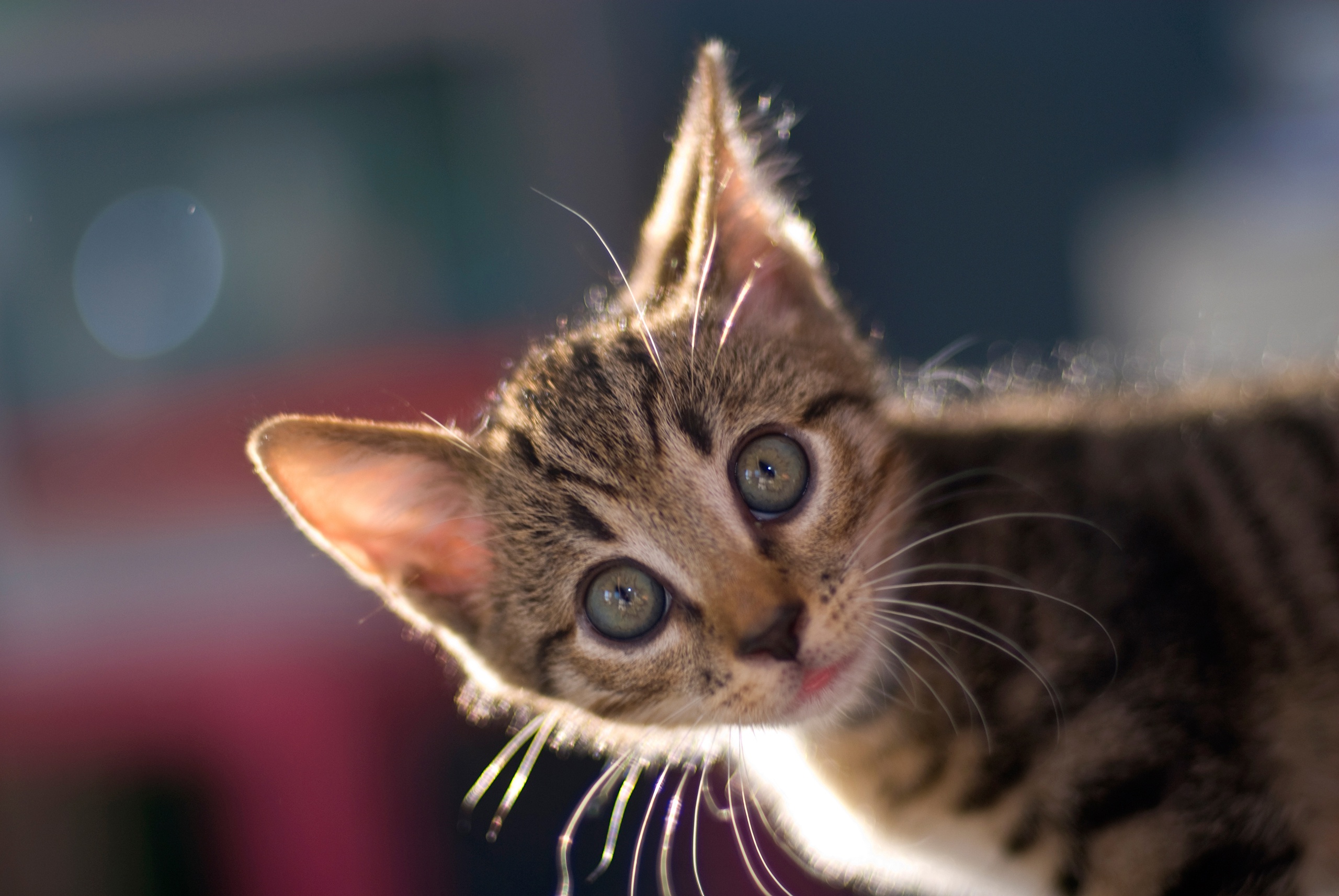 Téléchargez gratuitement l'image Animaux, Chats, Chat, Chaton, Bébé Animal sur le bureau de votre PC