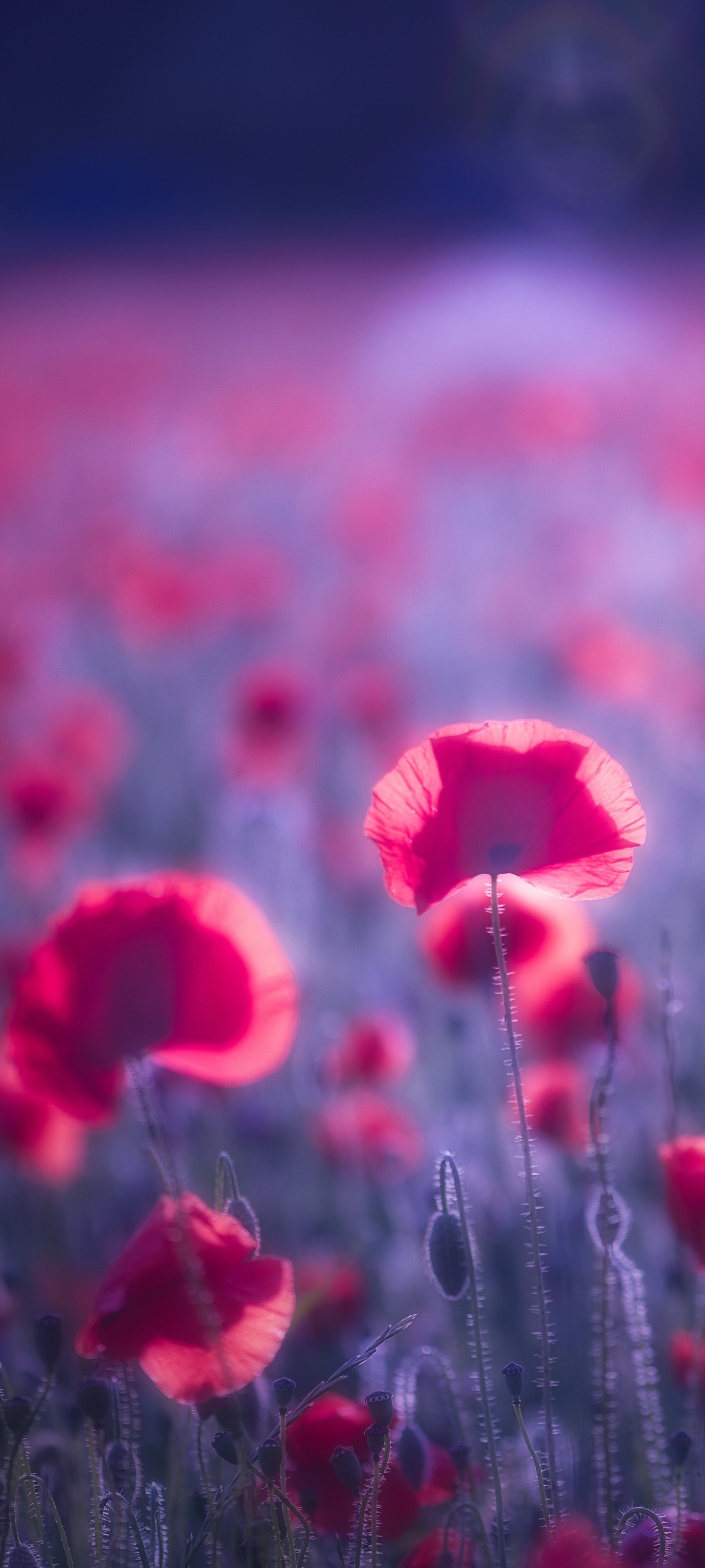 Free download wallpaper Nature, Flowers, Flower, Earth, Poppy, Red Flower, Depth Of Field on your PC desktop