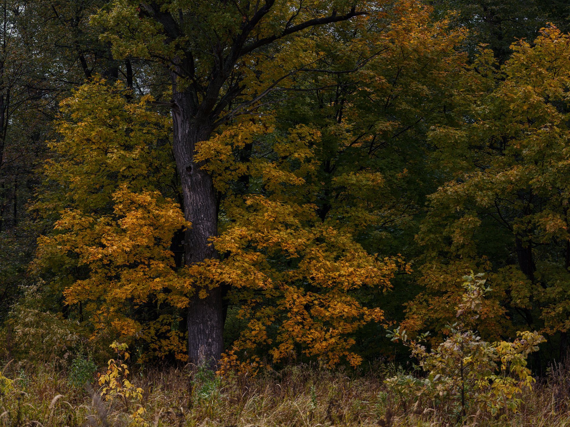 Téléchargez des papiers peints mobile Automne, Arbre, La Nature, Terre/nature gratuitement.