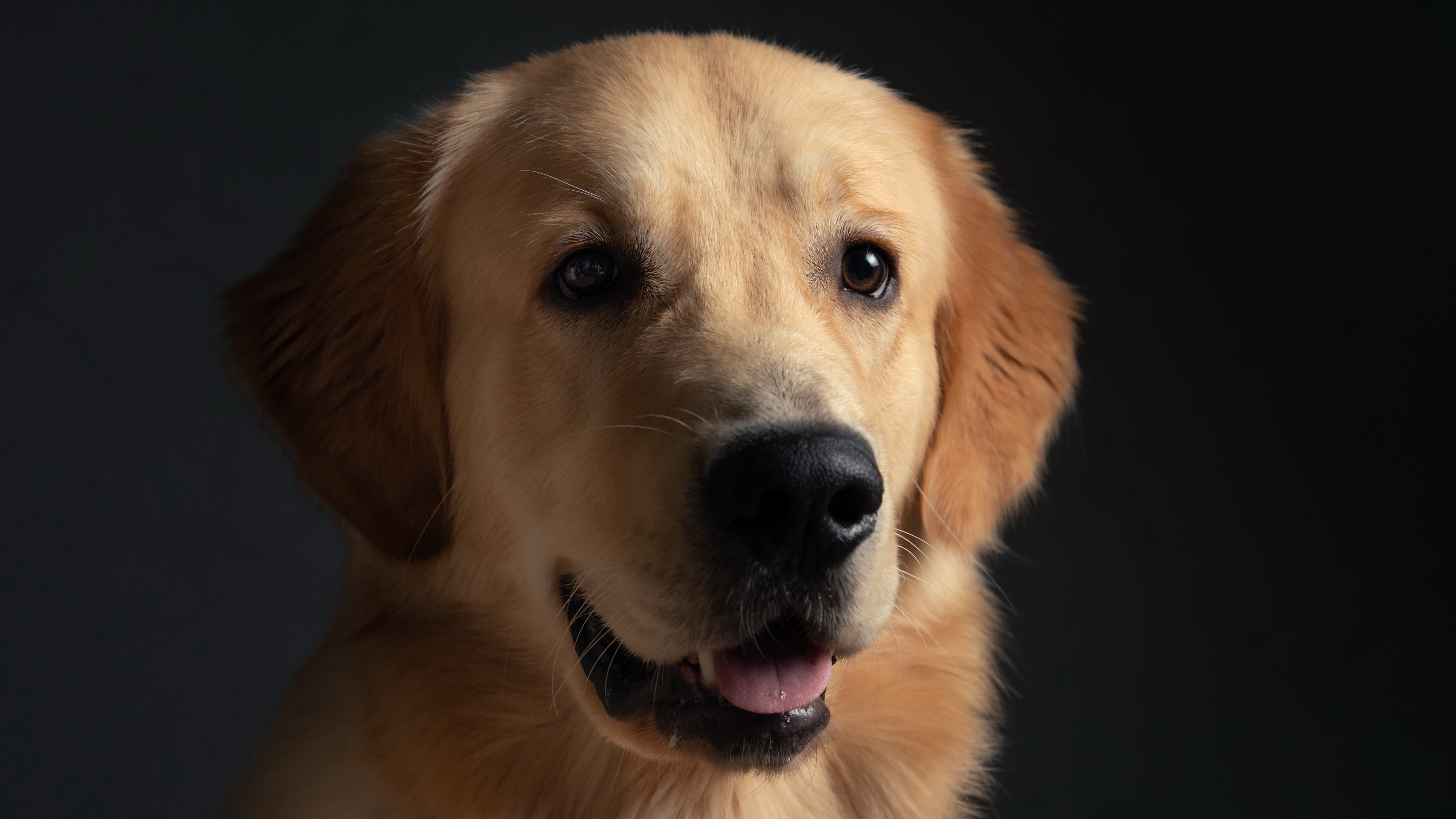 Download mobile wallpaper Dogs, Dog, Animal, Golden Retriever for free.