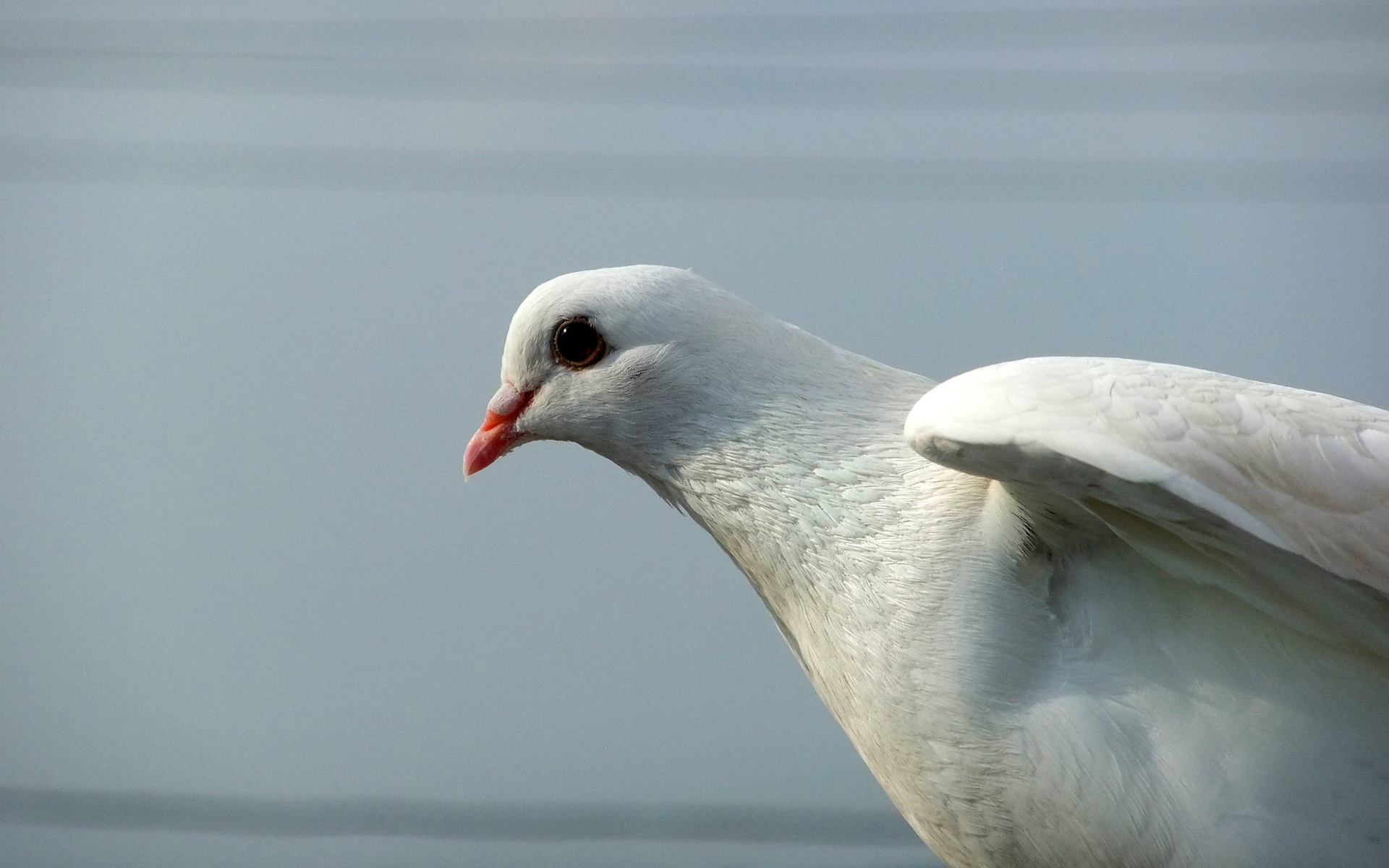 Descarga gratuita de fondo de pantalla para móvil de Ave, Aves, Animales.