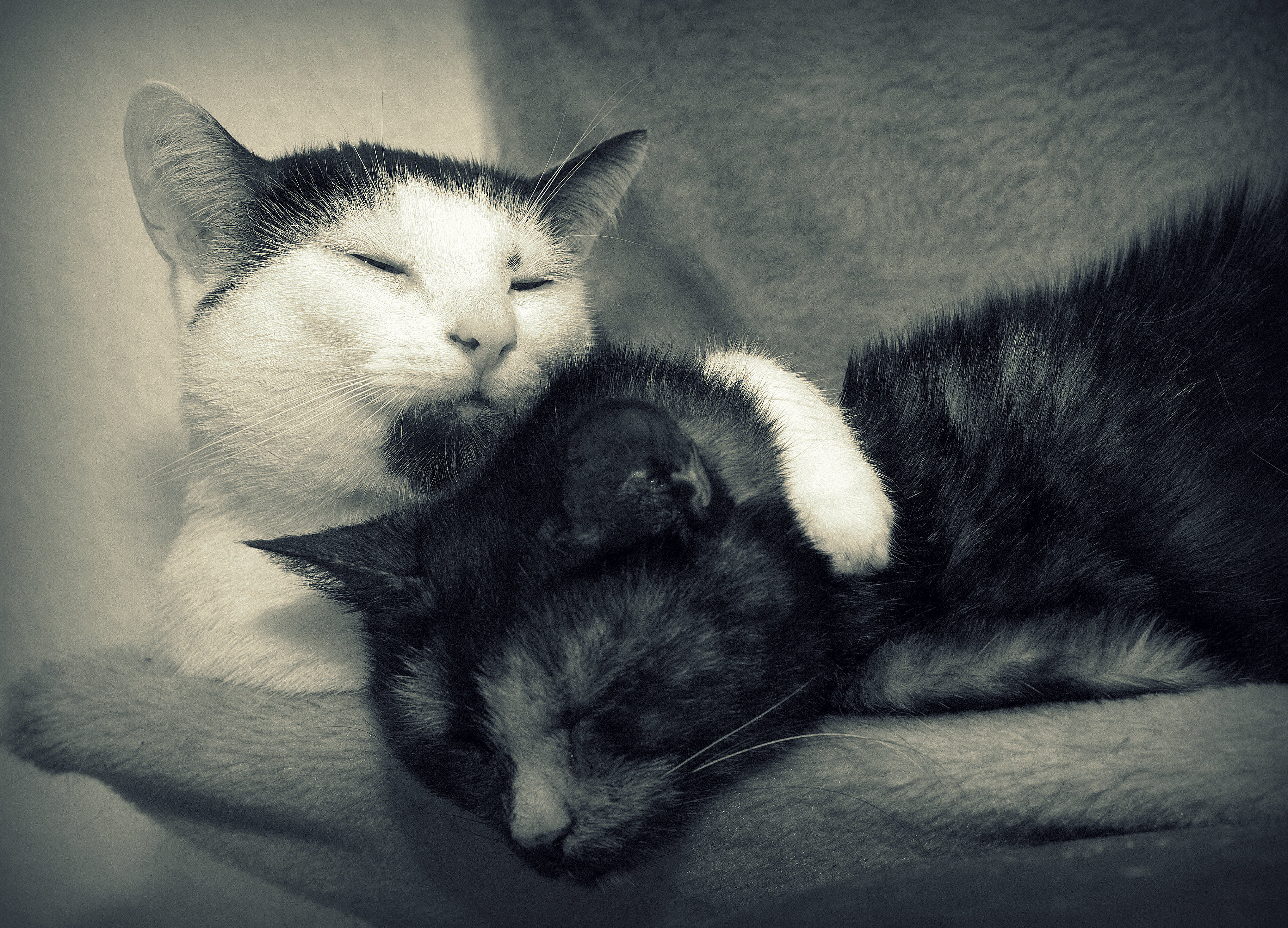 Free download wallpaper Cats, Cat, Couple, Animal, Sleeping, Black & White on your PC desktop