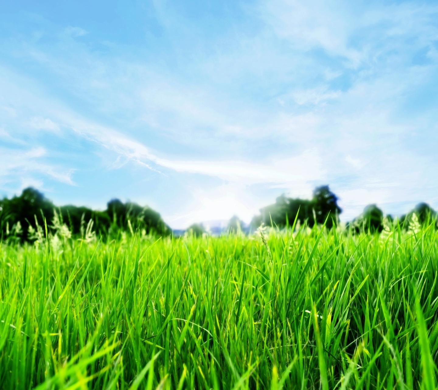 Free download wallpaper Grass, Earth on your PC desktop