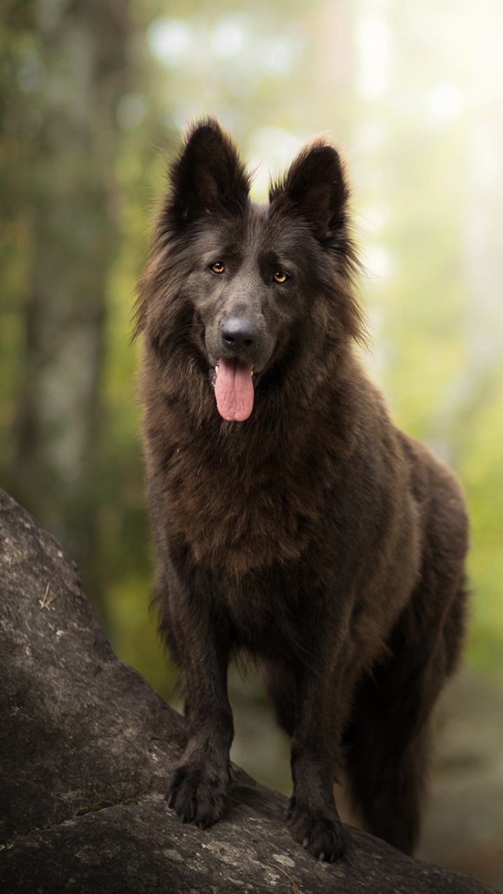 Download mobile wallpaper Dogs, Dog, Animal, Belgian Shepherd, Groenendael for free.