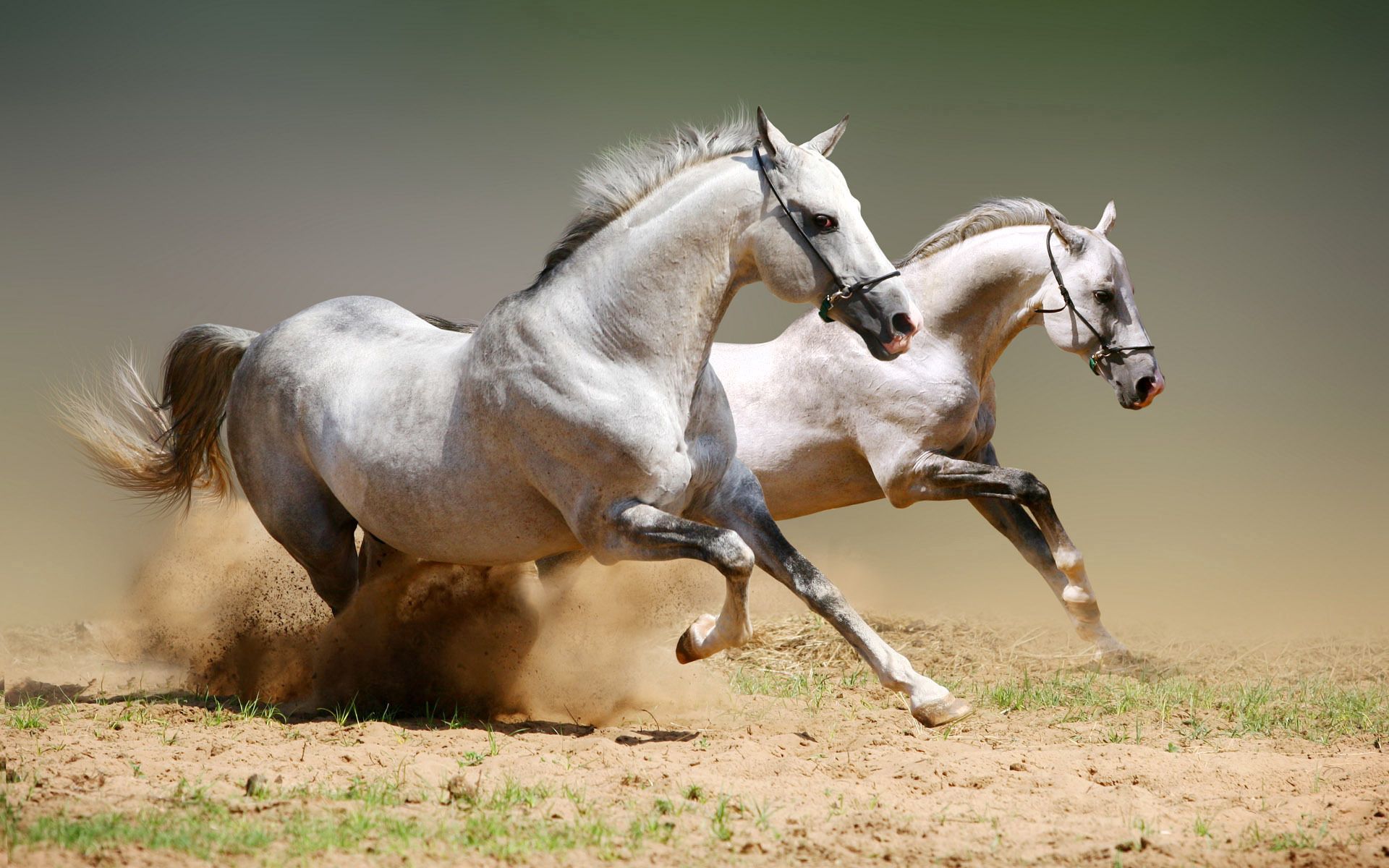 111160 скачать картинку лошади, пара, животные, пыль, прыжки - обои и заставки бесплатно