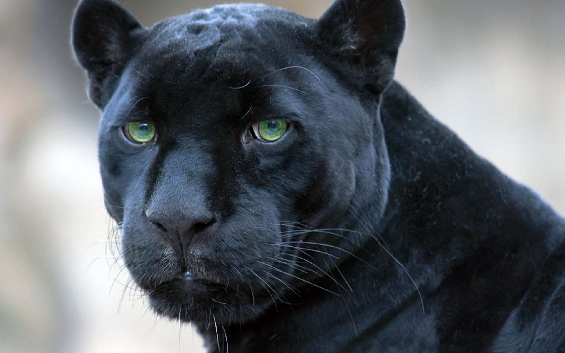 275810 Hintergrundbild herunterladen tiere, schwarzer panther, katzen - Bildschirmschoner und Bilder kostenlos