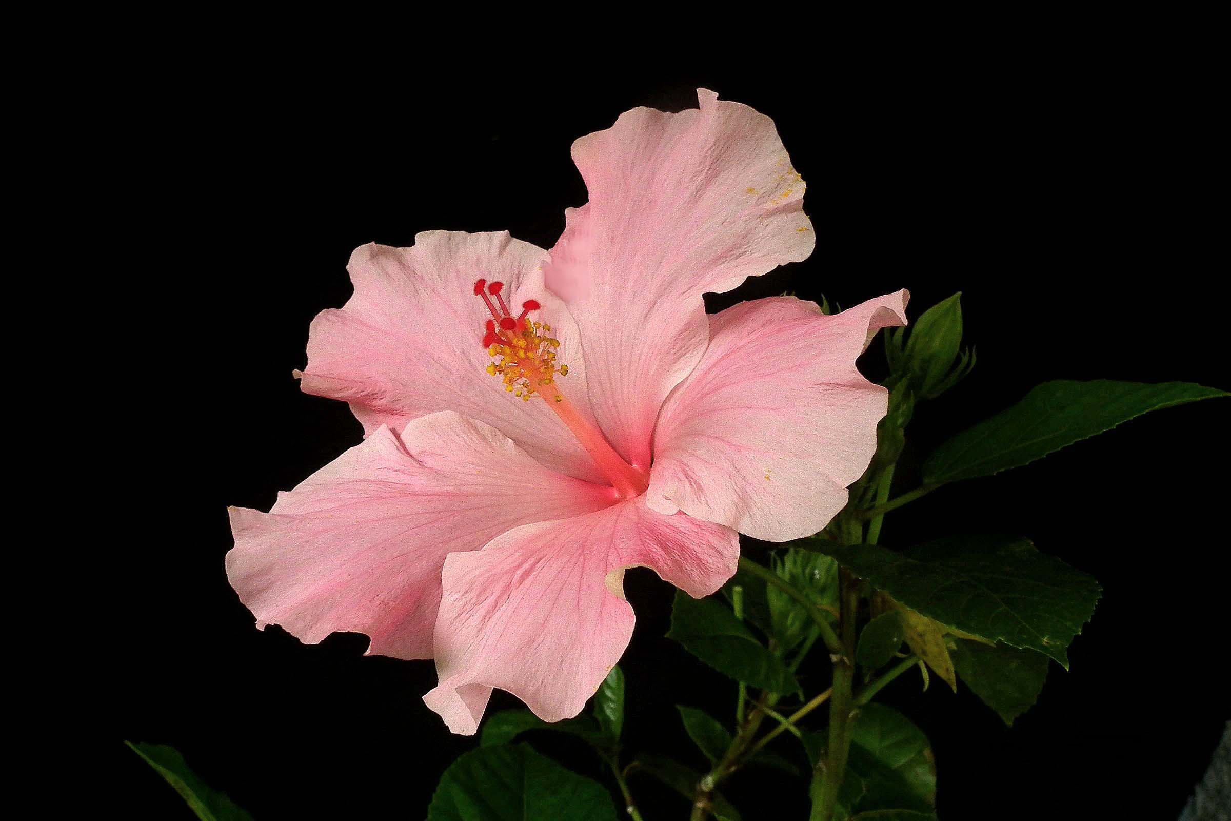 Téléchargez gratuitement l'image Fleurs, Fleur, Hibiscus, Terre/nature, Fleur Rose sur le bureau de votre PC