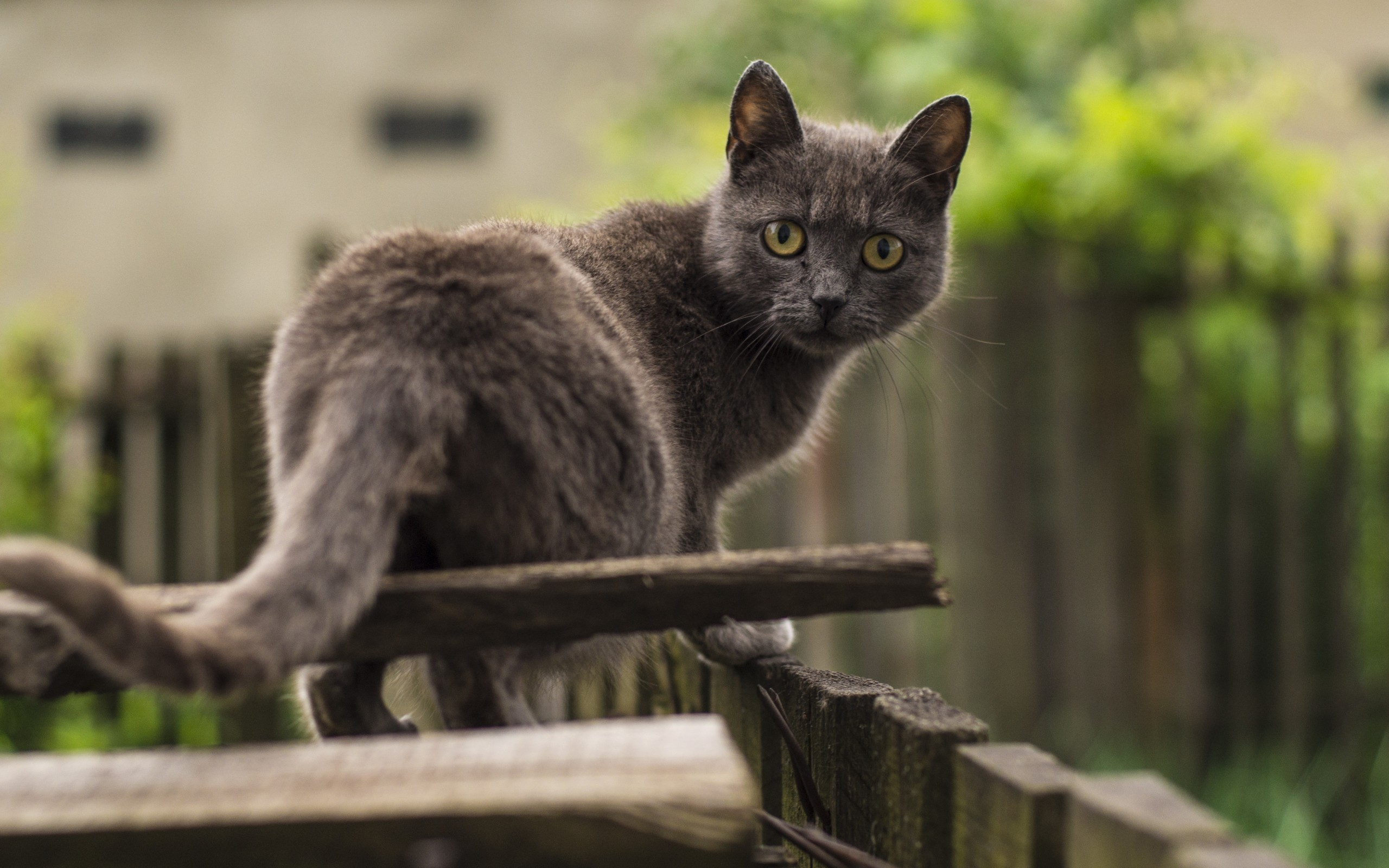 PCデスクトップに動物, ネコ, 猫画像を無料でダウンロード