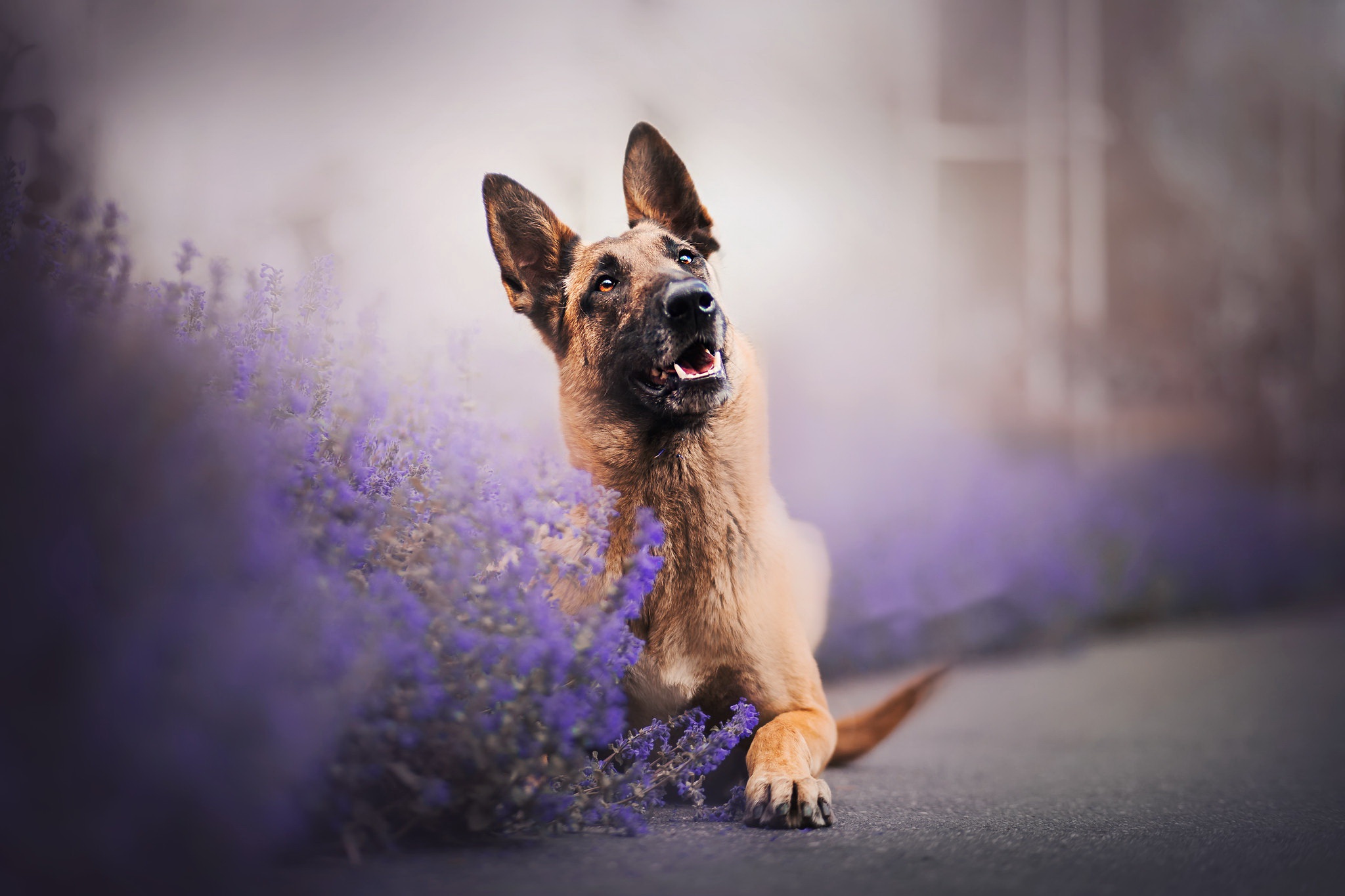 Download mobile wallpaper Dogs, Flower, Dog, Animal, German Shepherd, Purple Flower for free.