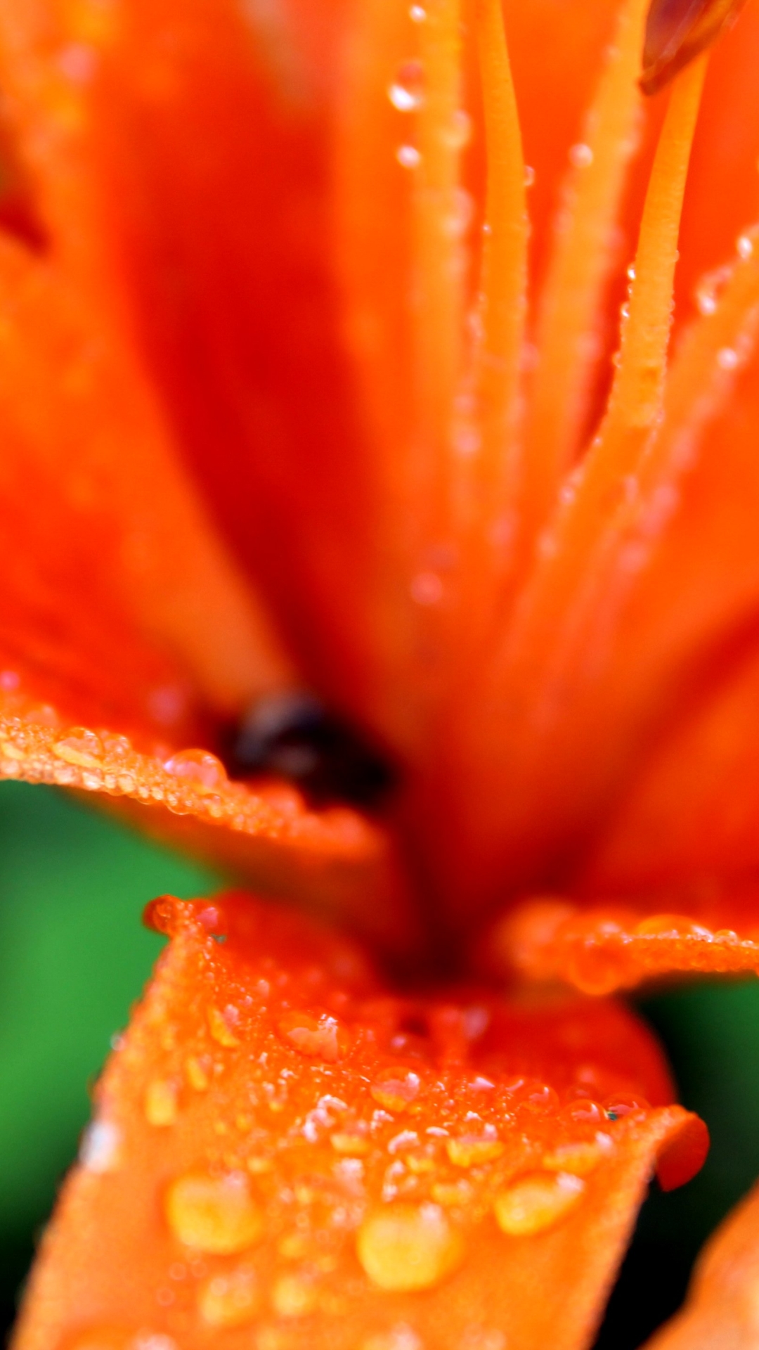 Download mobile wallpaper Rain, Flower, Earth, Lily, Dew, Spring, Water Drop for free.