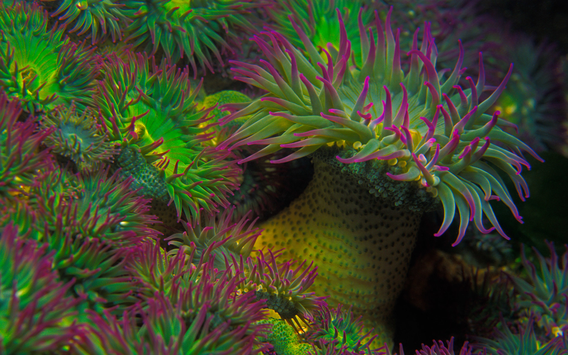 animal, sea anemone, sea, underwater