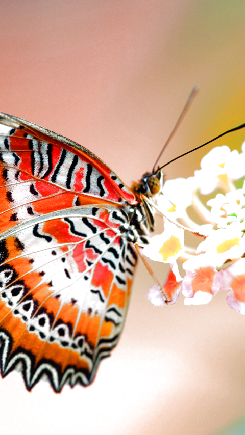 Téléchargez des papiers peints mobile Animaux, Fleur, Papillon gratuitement.