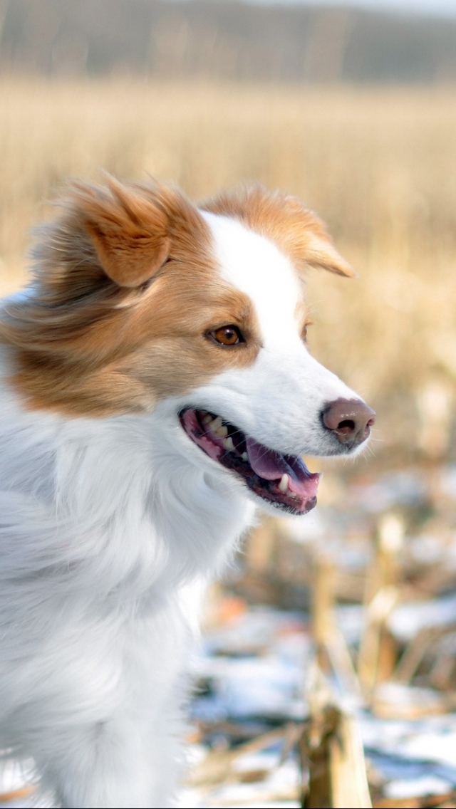 Descarga gratuita de fondo de pantalla para móvil de Animales, Perros, Collie De La Frontera.