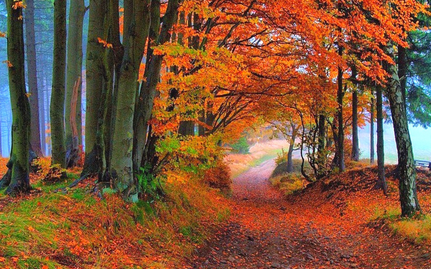 Descarga gratis la imagen Otoño, Camino, Bosque, Árbol, Hecho Por El Hombre en el escritorio de tu PC