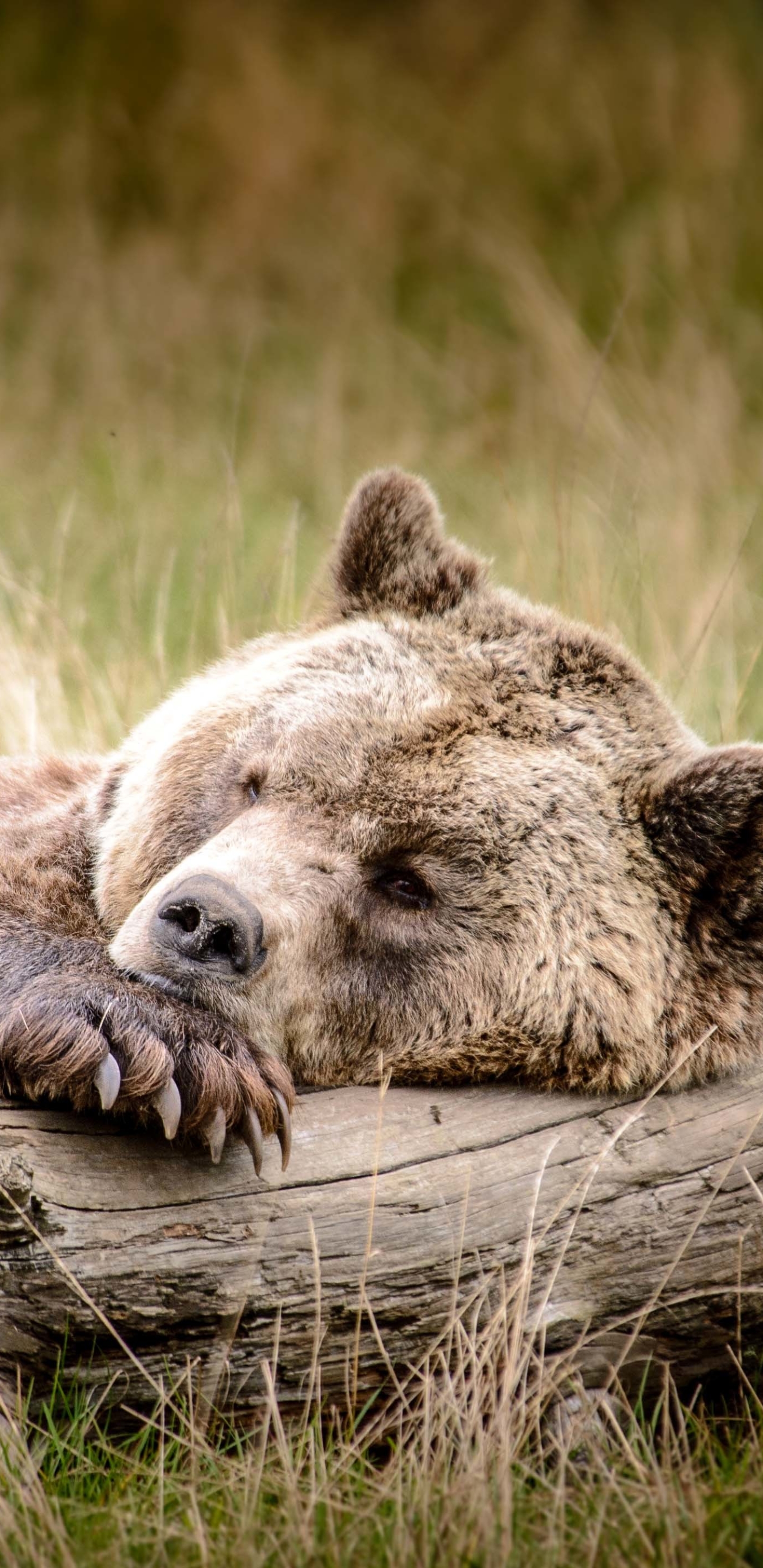 Baixar papel de parede para celular de Animais, Urso, Dormindo, Ursos gratuito.