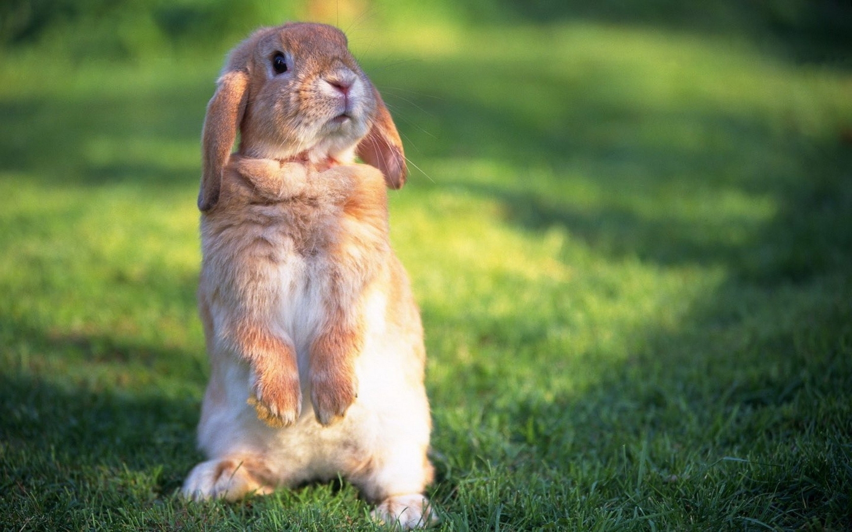 rabbits, animals Desktop home screen Wallpaper