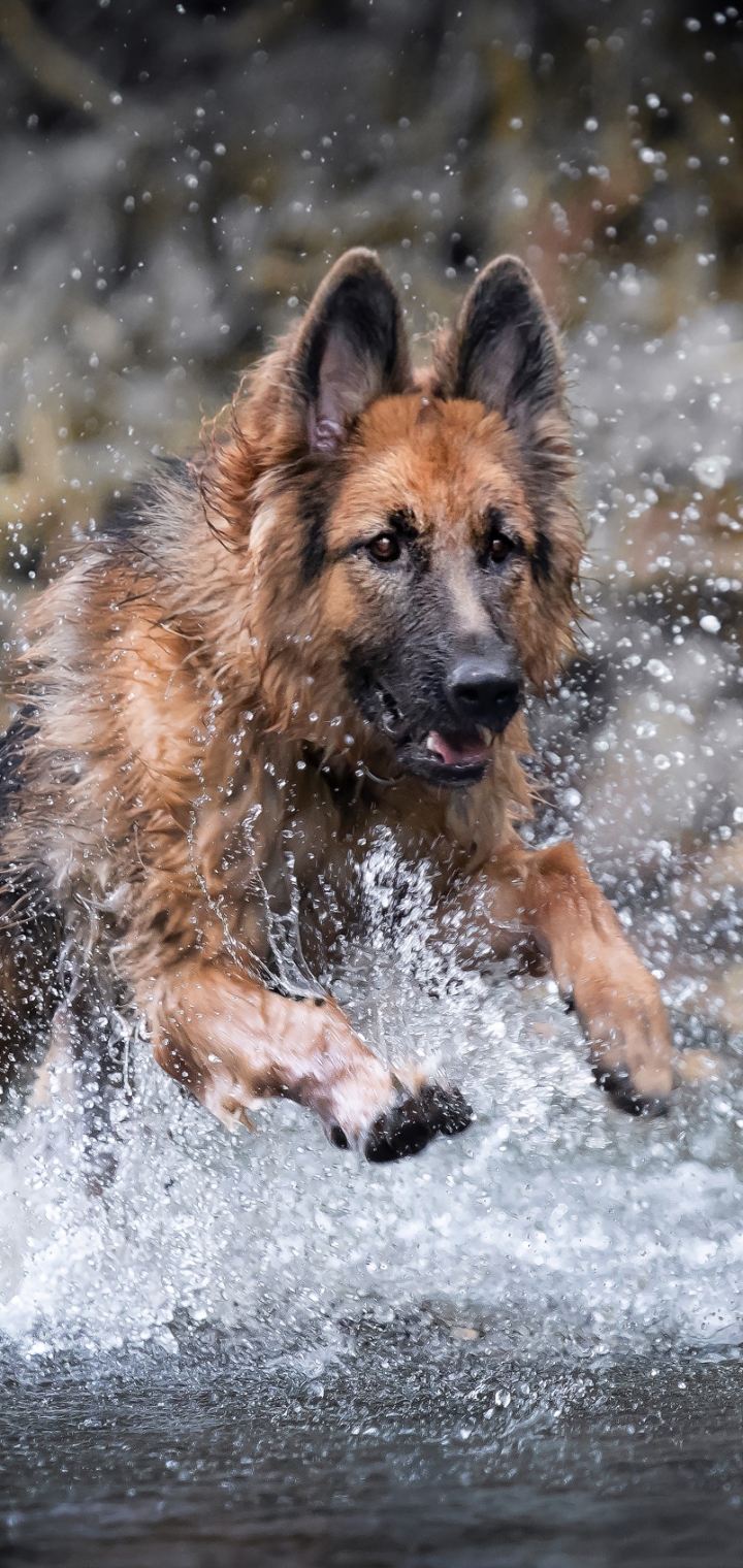 Download mobile wallpaper Dogs, Dog, Splash, Animal, German Shepherd for free.