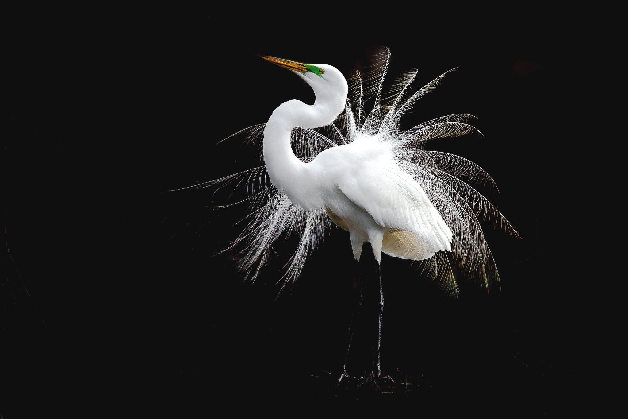 Free download wallpaper Birds, Feather, Bird, Animal, Egret on your PC desktop