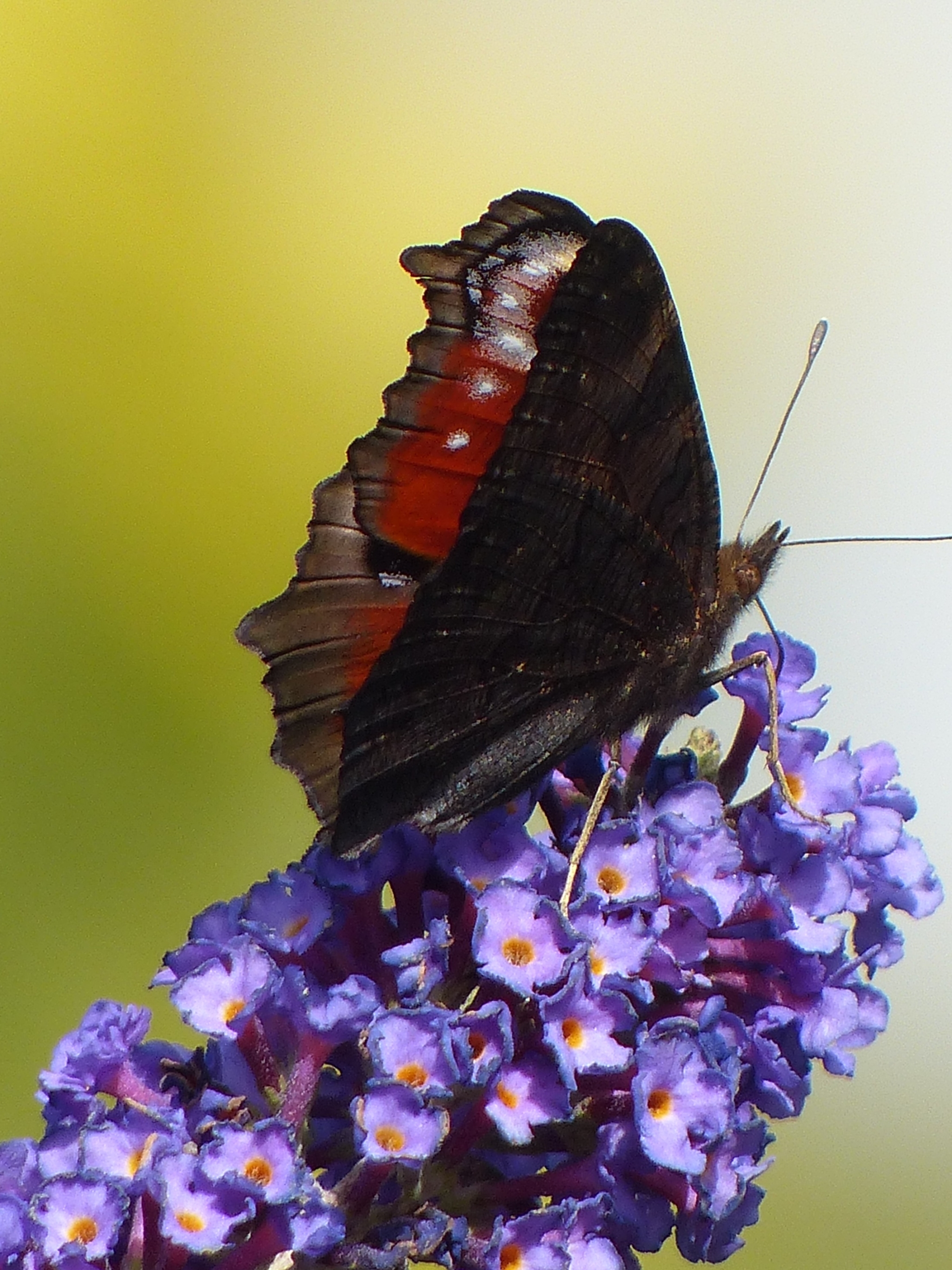 無料モバイル壁紙動物, 蝶, 花, 虫, 紫色の花をダウンロードします。