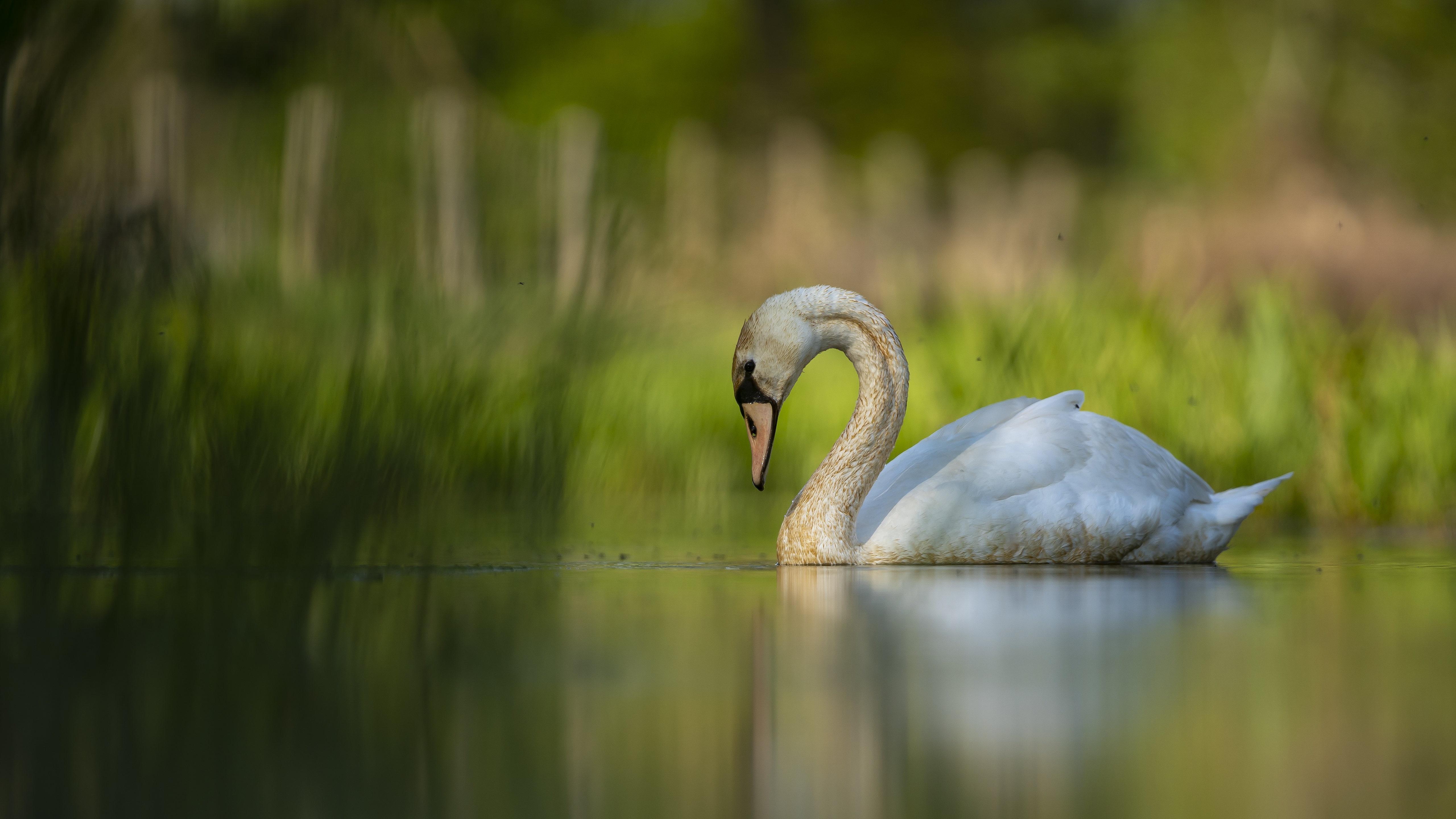 Handy-Wallpaper Tiere, Vögel, Vogel, Schwan, Höckerschwan, Tiefenschärfe kostenlos herunterladen.