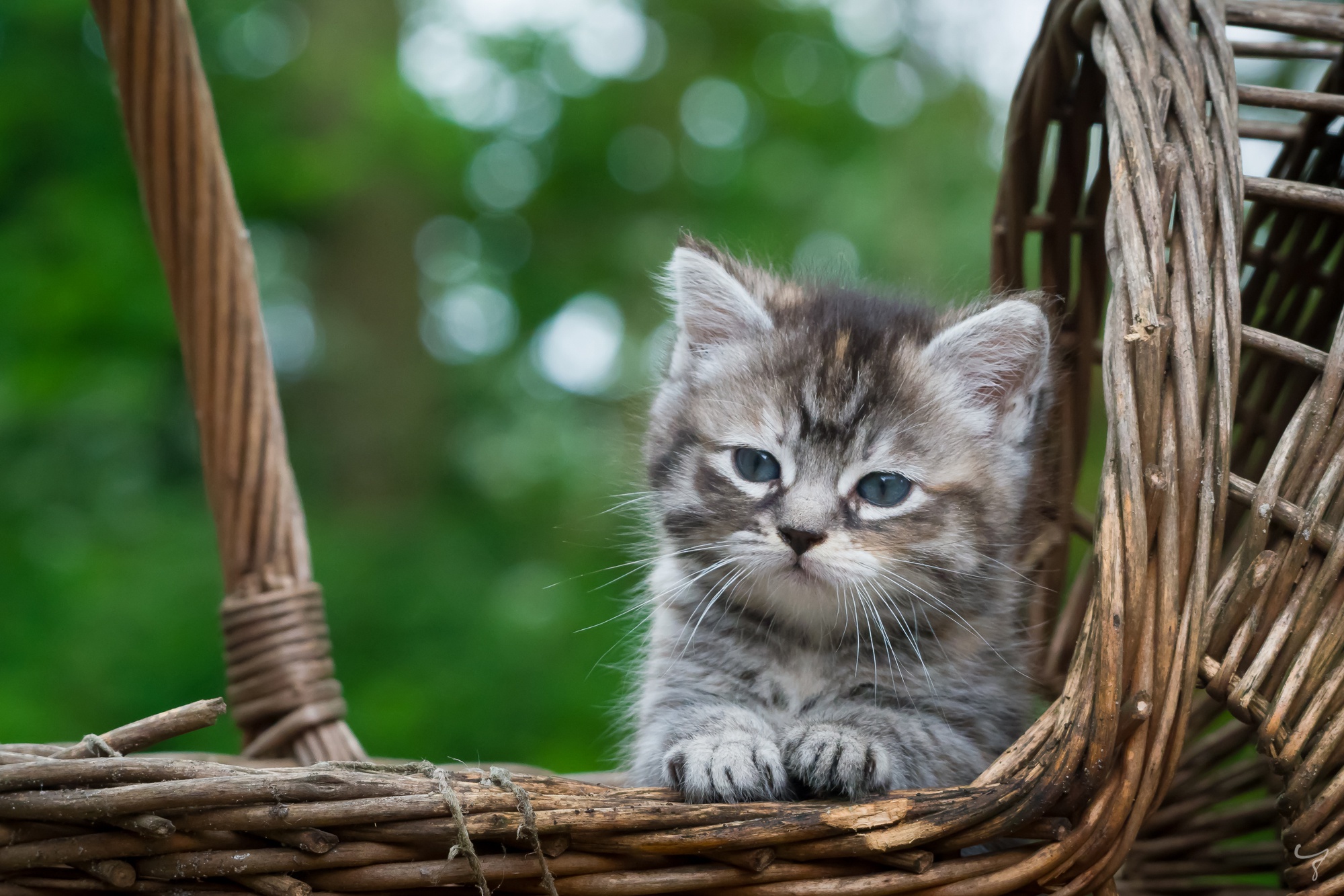 Скачать обои бесплатно Животные, Котенок, Кошка, Кошки, Детеныш Животного картинка на рабочий стол ПК