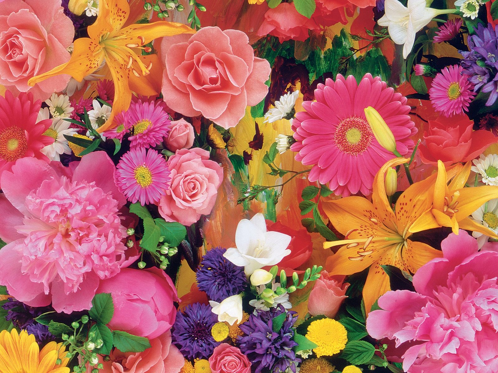 Handy-Wallpaper Blumen, Gerbera, Blume, Rose, Farben, Bunt, Lilie, Gänseblümchen, Gelbe Blume, Lila Blume, Erde/natur, Pinke Blume kostenlos herunterladen.