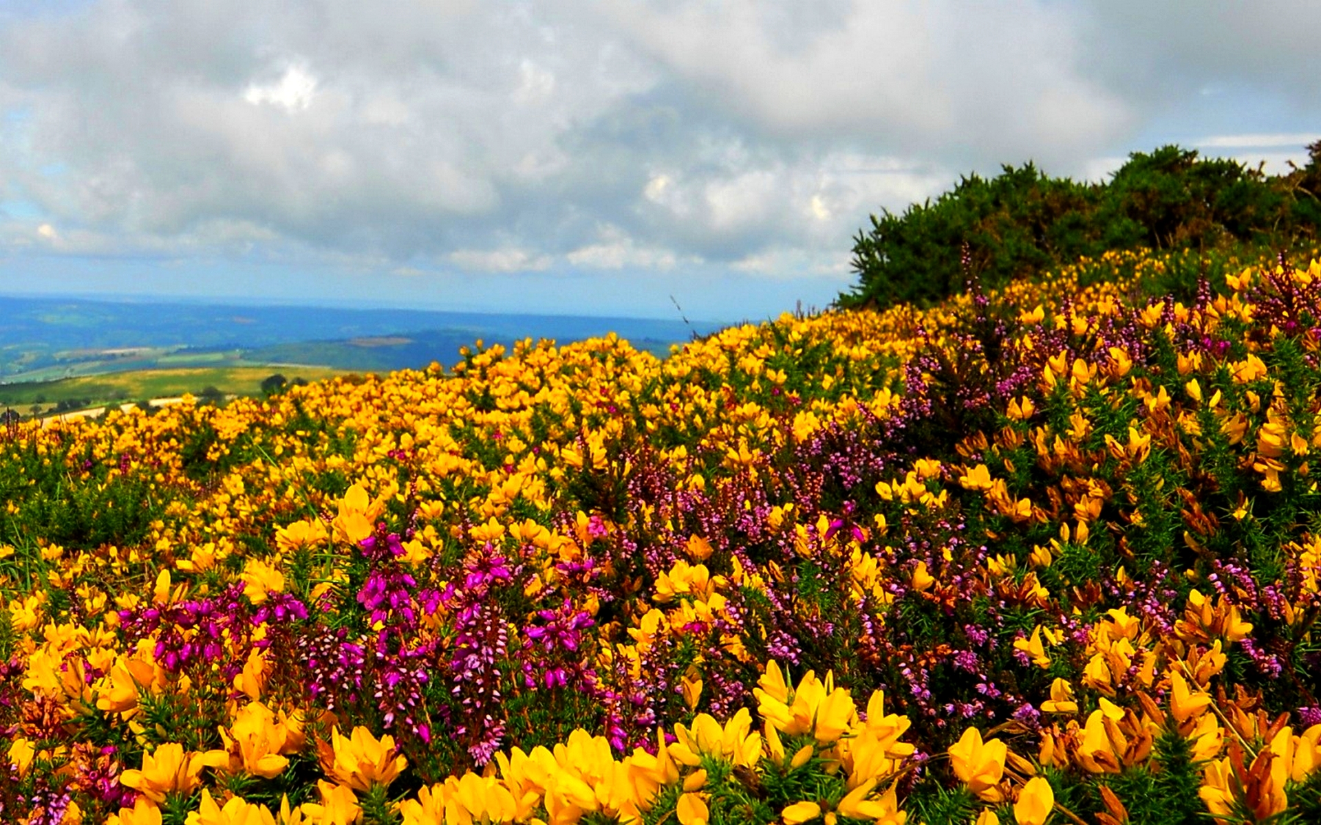 Free download wallpaper Flowers, Flower, Earth, Colors, Colorful, Yellow Flower, Wildflower on your PC desktop