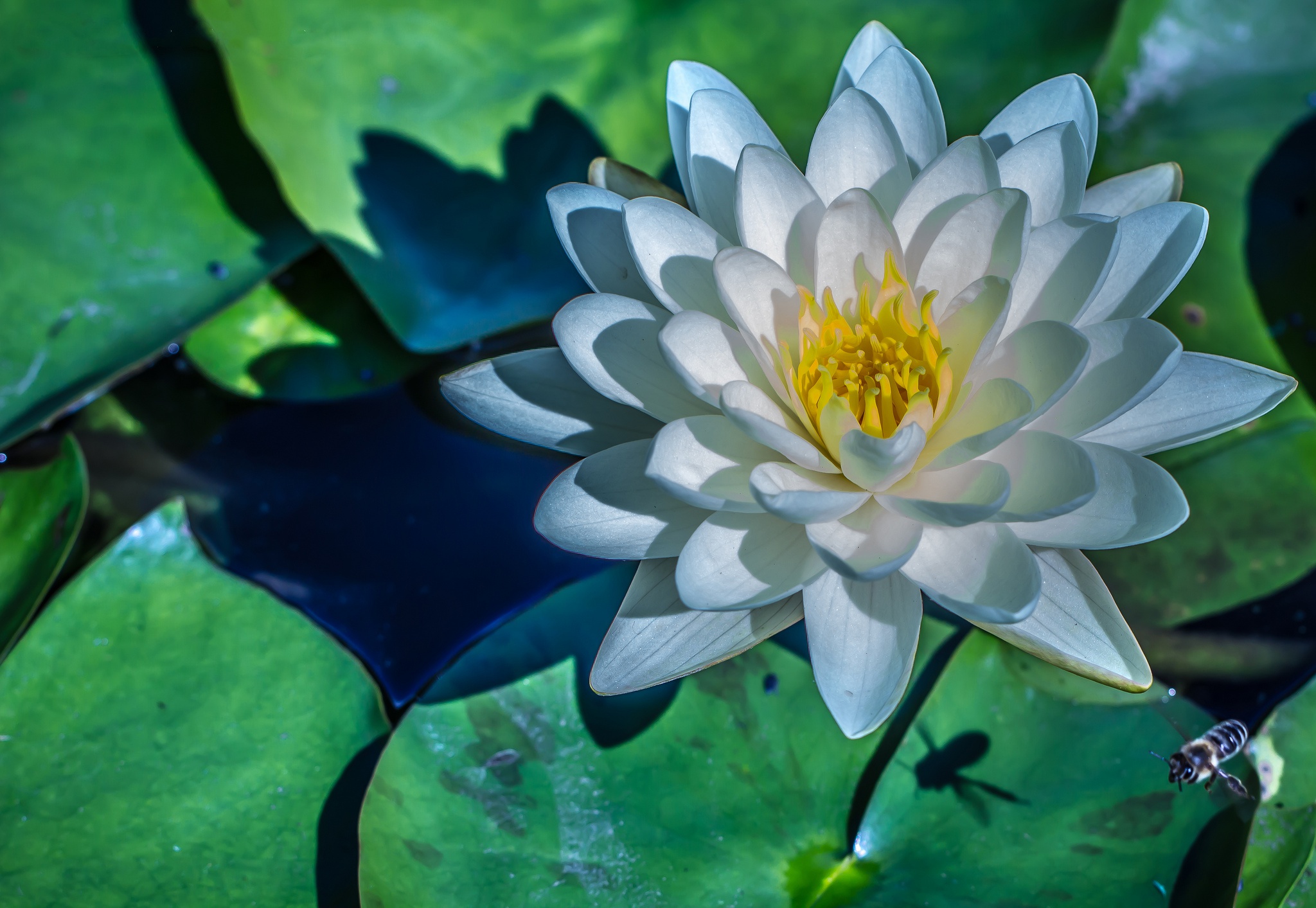 Descarga gratuita de fondo de pantalla para móvil de Naturaleza, Flores, Loto, Flor, De Cerca, Flor Blanca, Tierra/naturaleza.